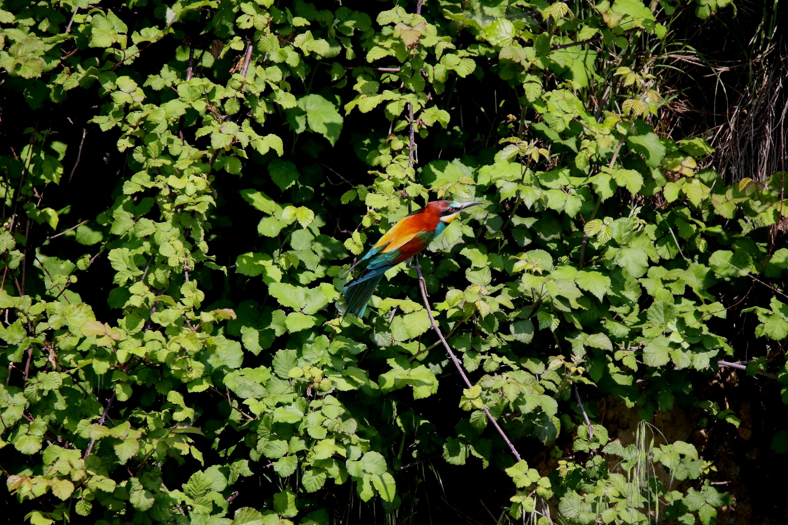 bee-eater