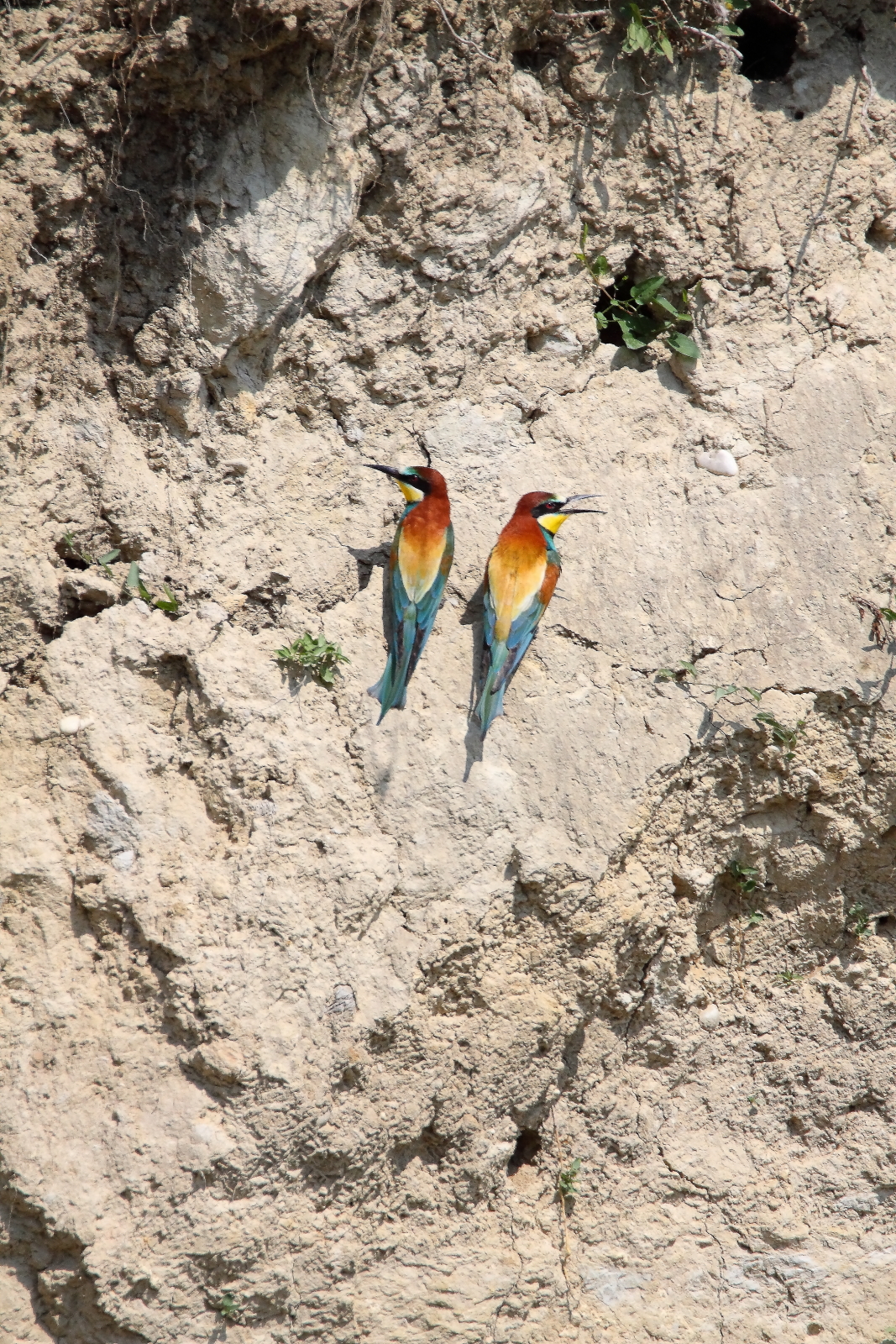 bee-eater