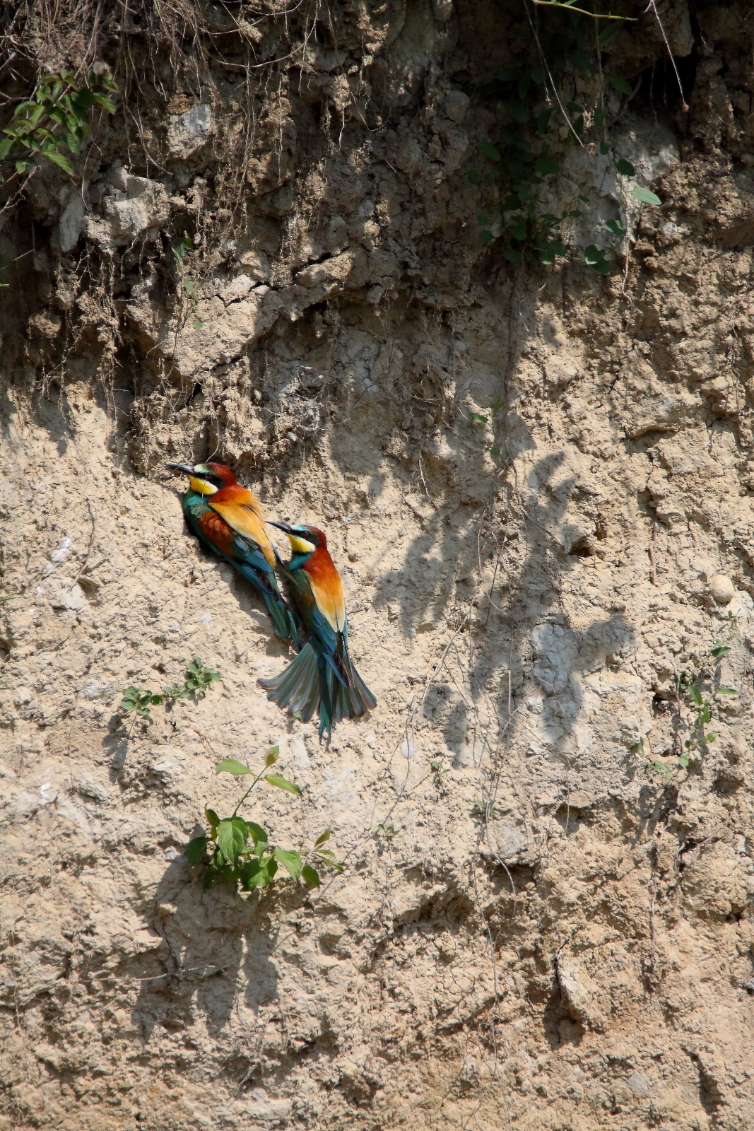 bee-eater