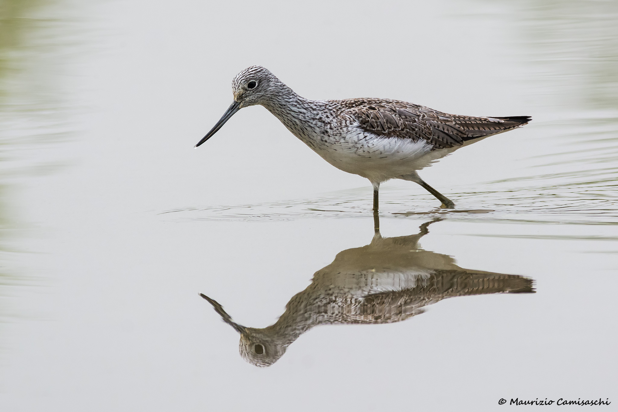 Greenshank