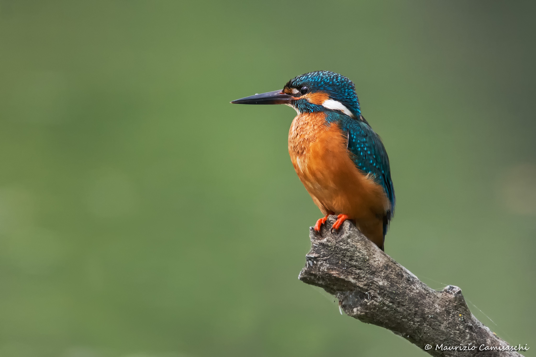 Kingfisher