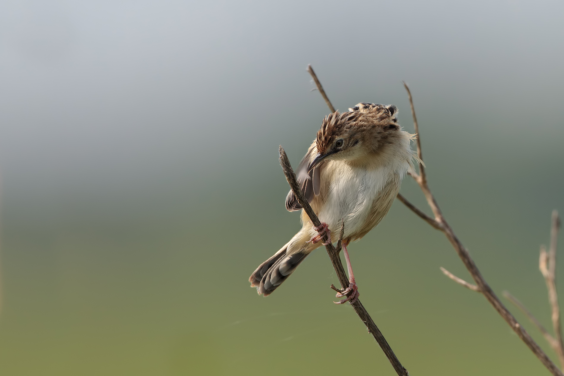 beccamoschino contorsione