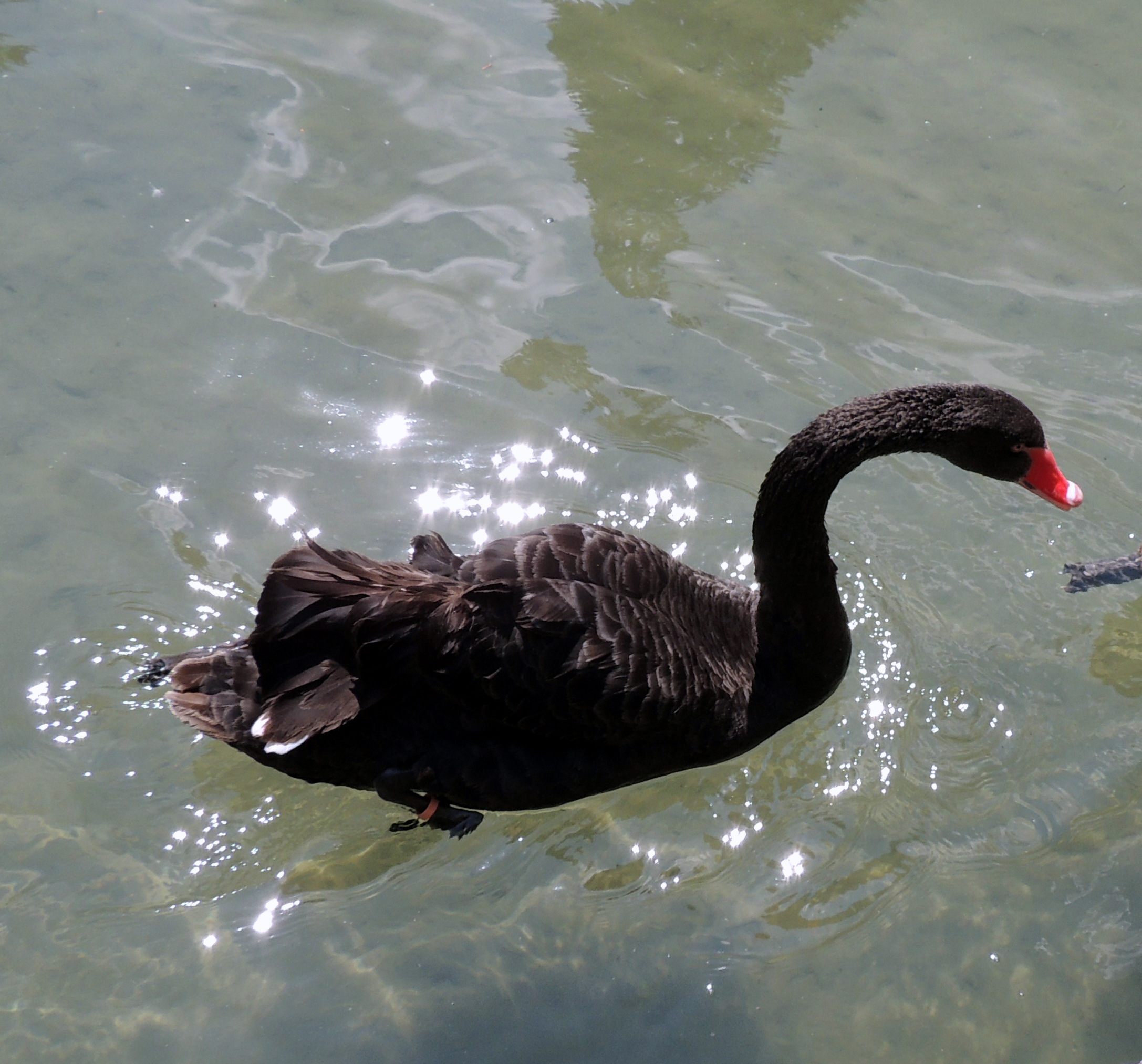 Villa Barbarigo-the black swan