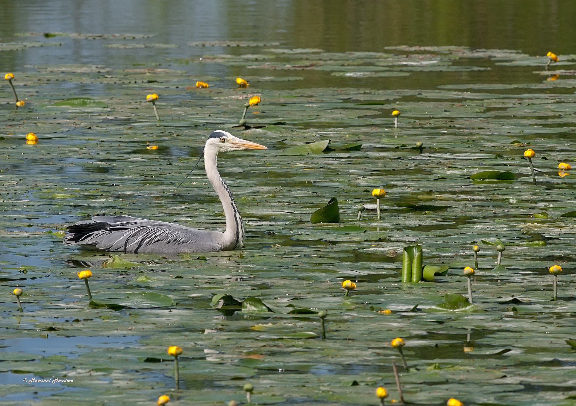 Ardea cinerea between Nuphar Luteum