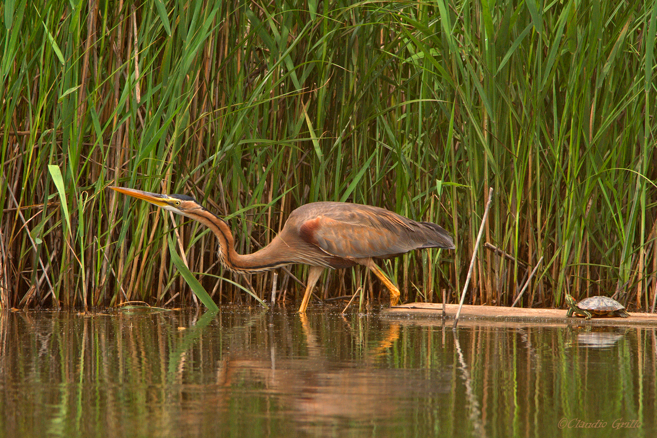 Purple Heron