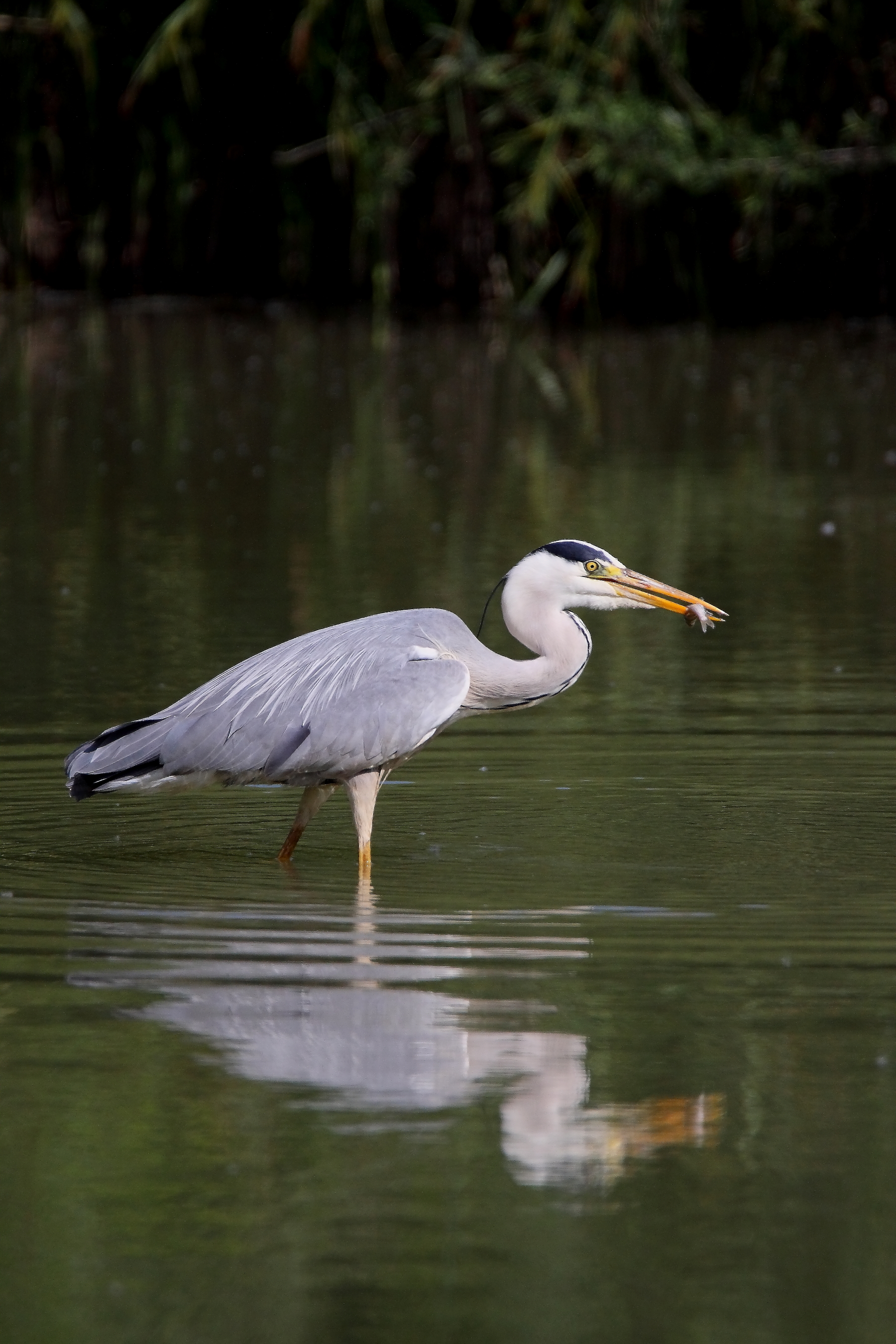 airone cenerino con pesce