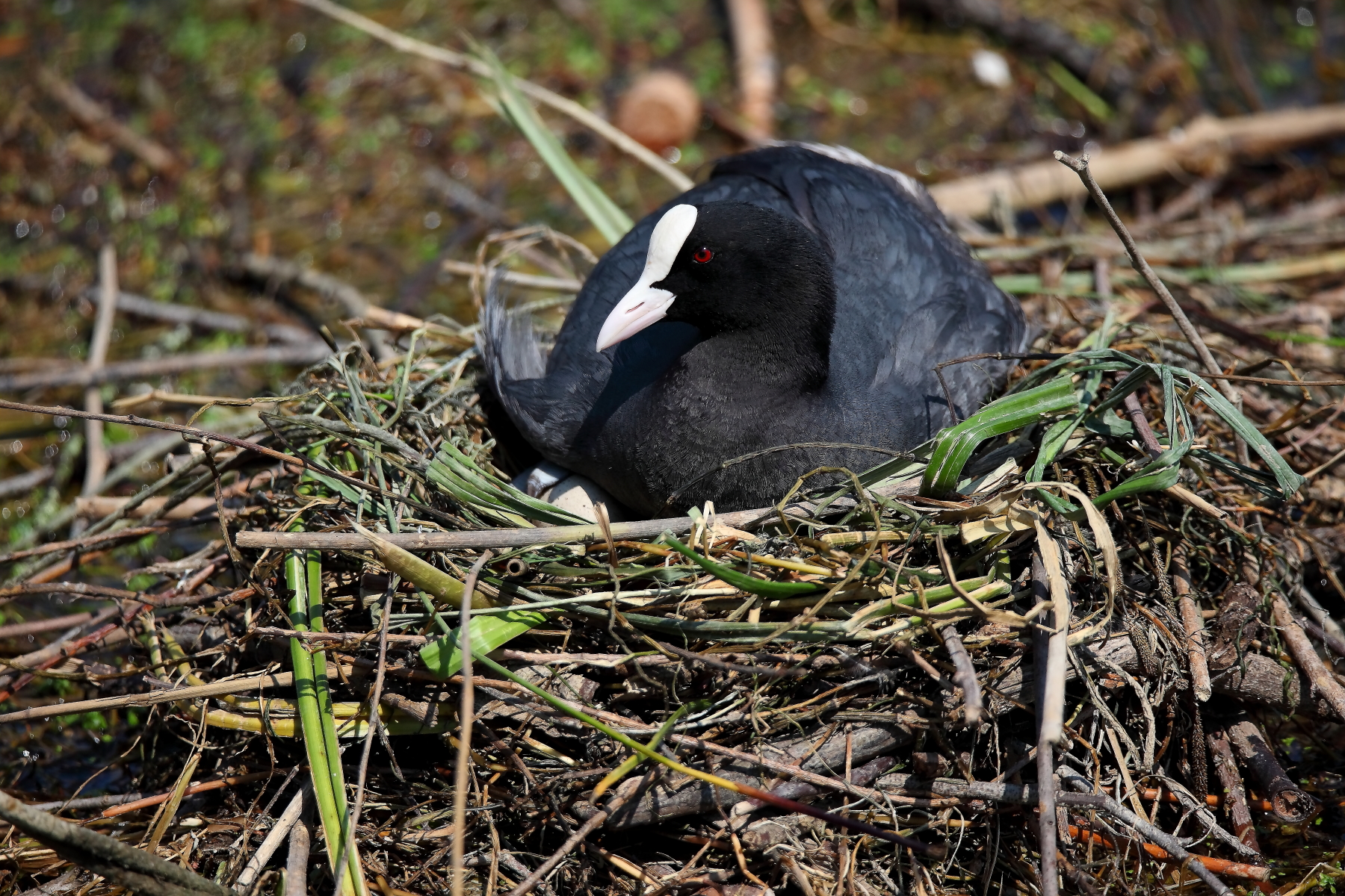 folaga che cova con uovo