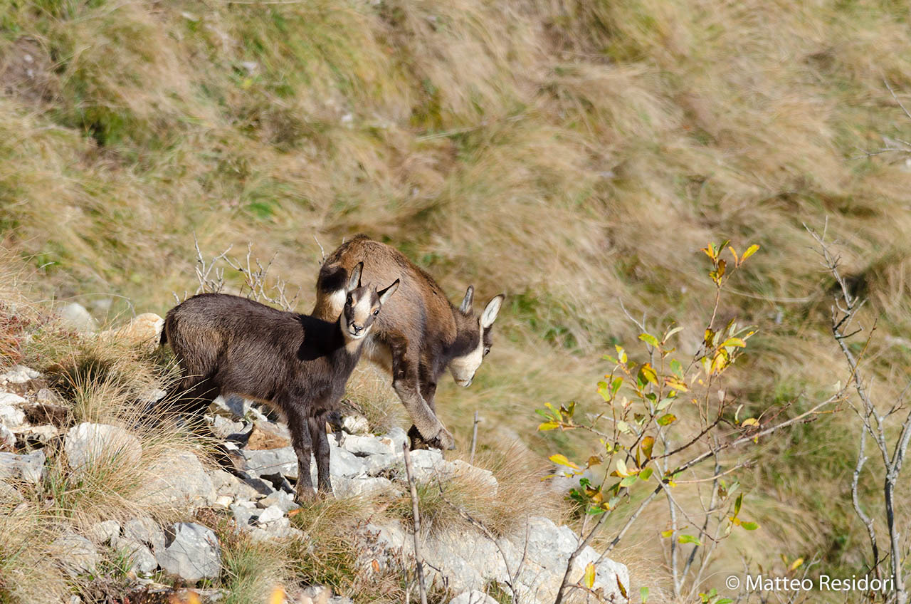 Cuccioli di camoscio