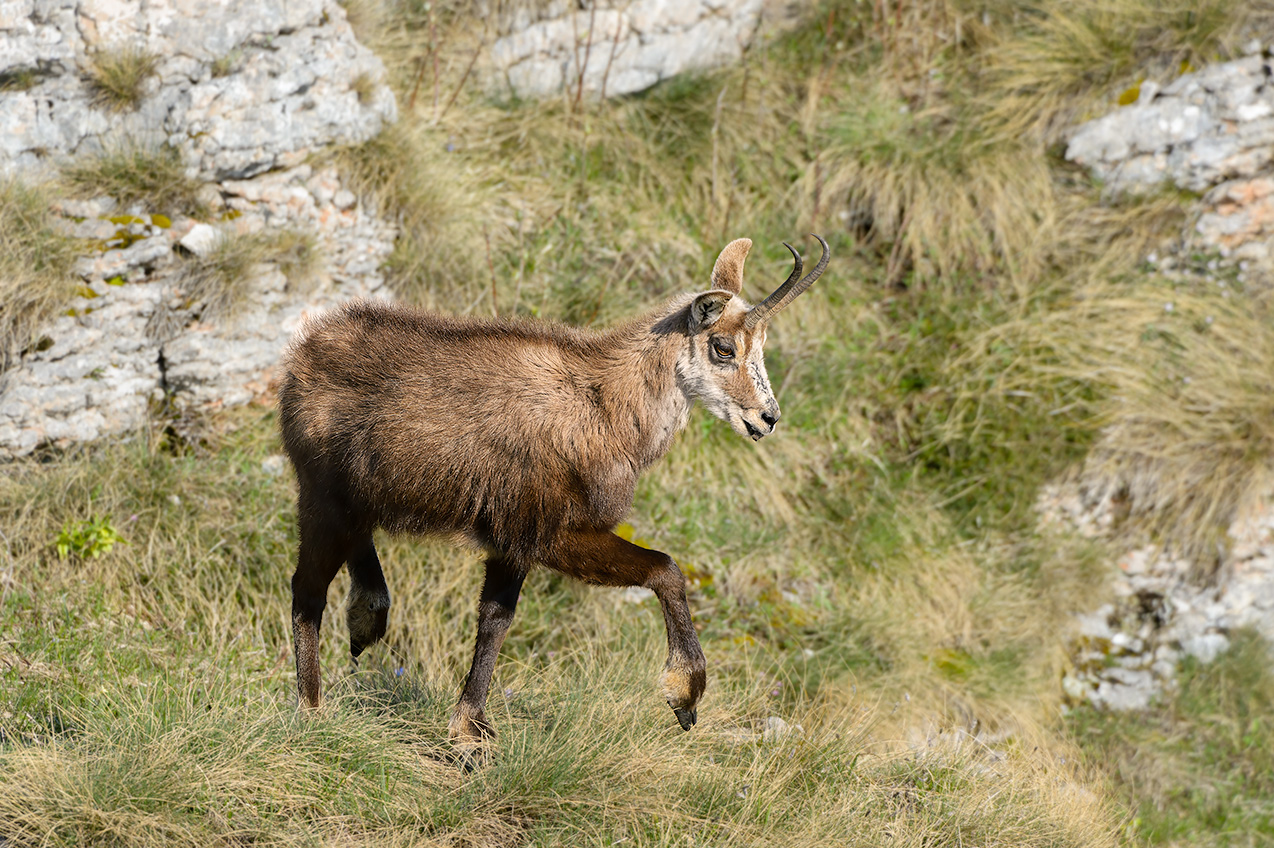 Suede with the mantle in a pack