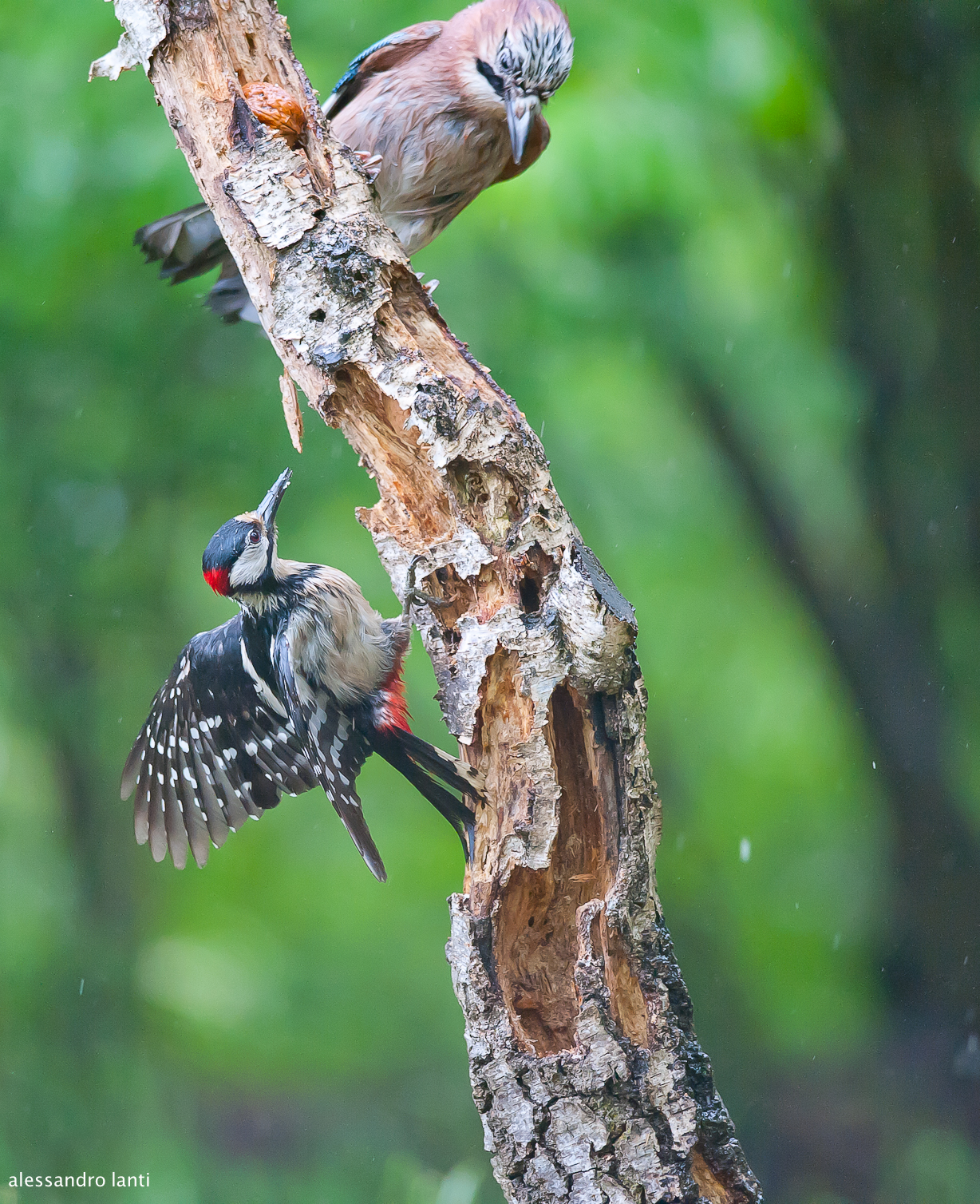 jay vs woodpecker