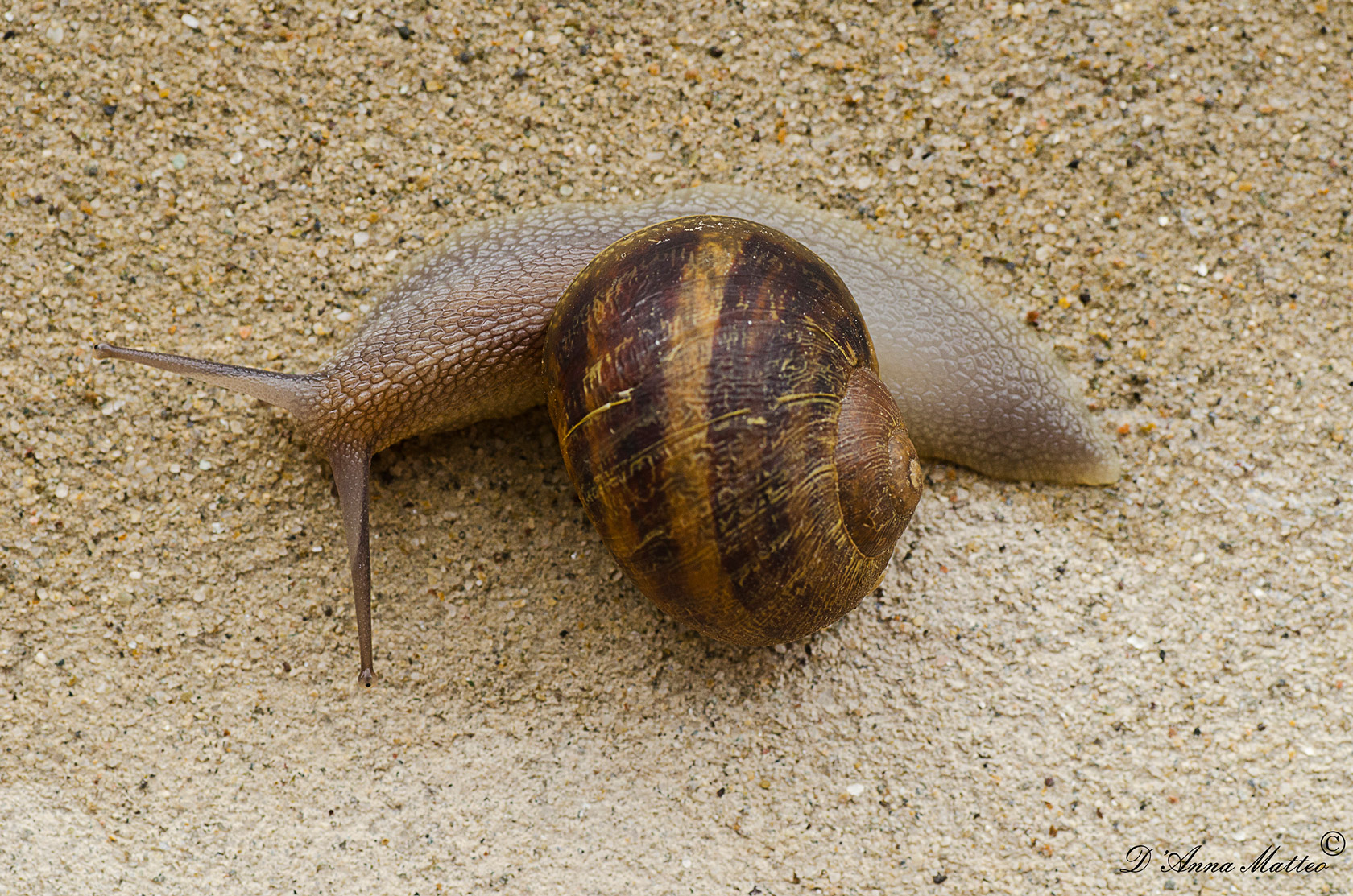 helix aspersa