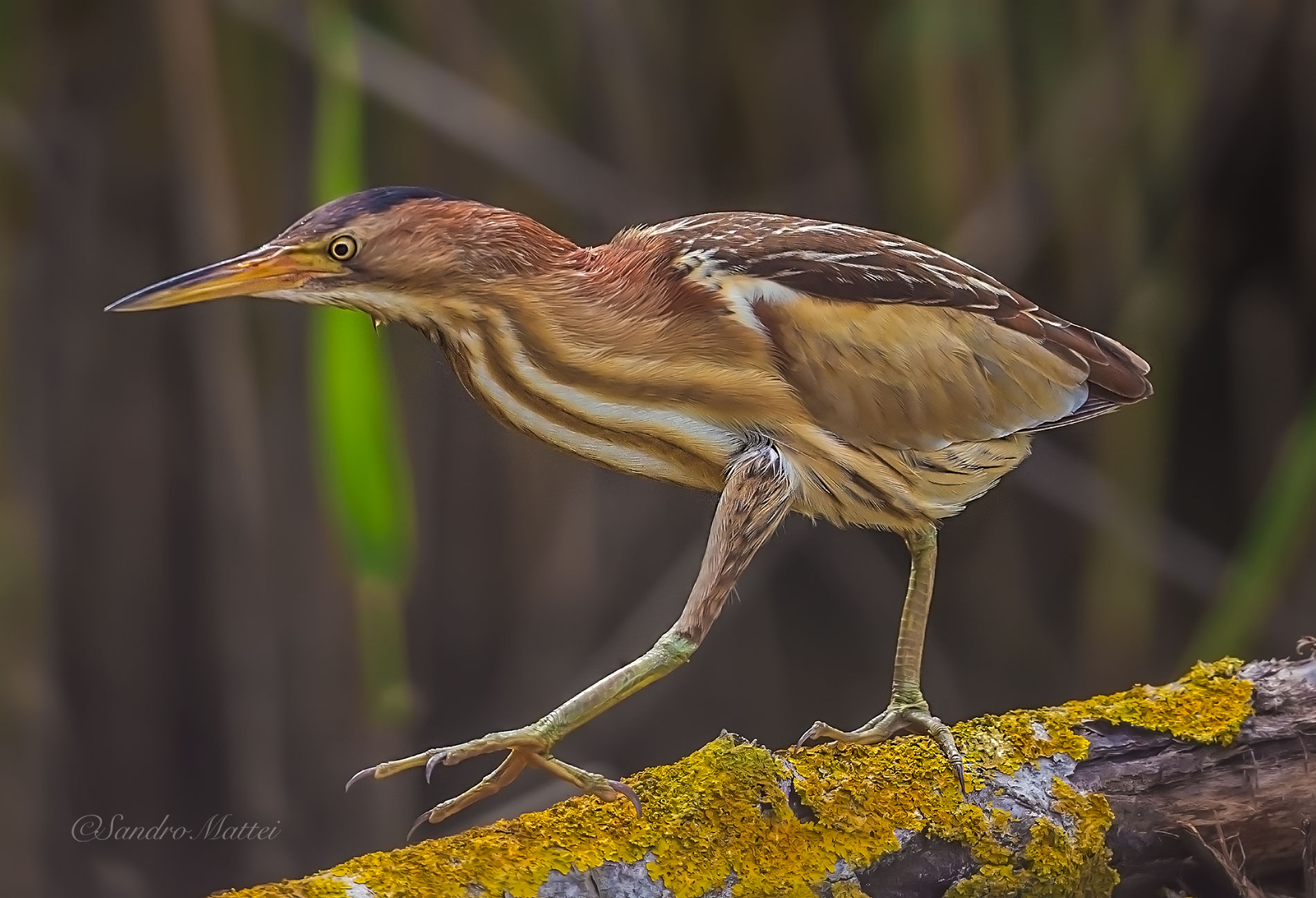 Tarabusino (femmina)