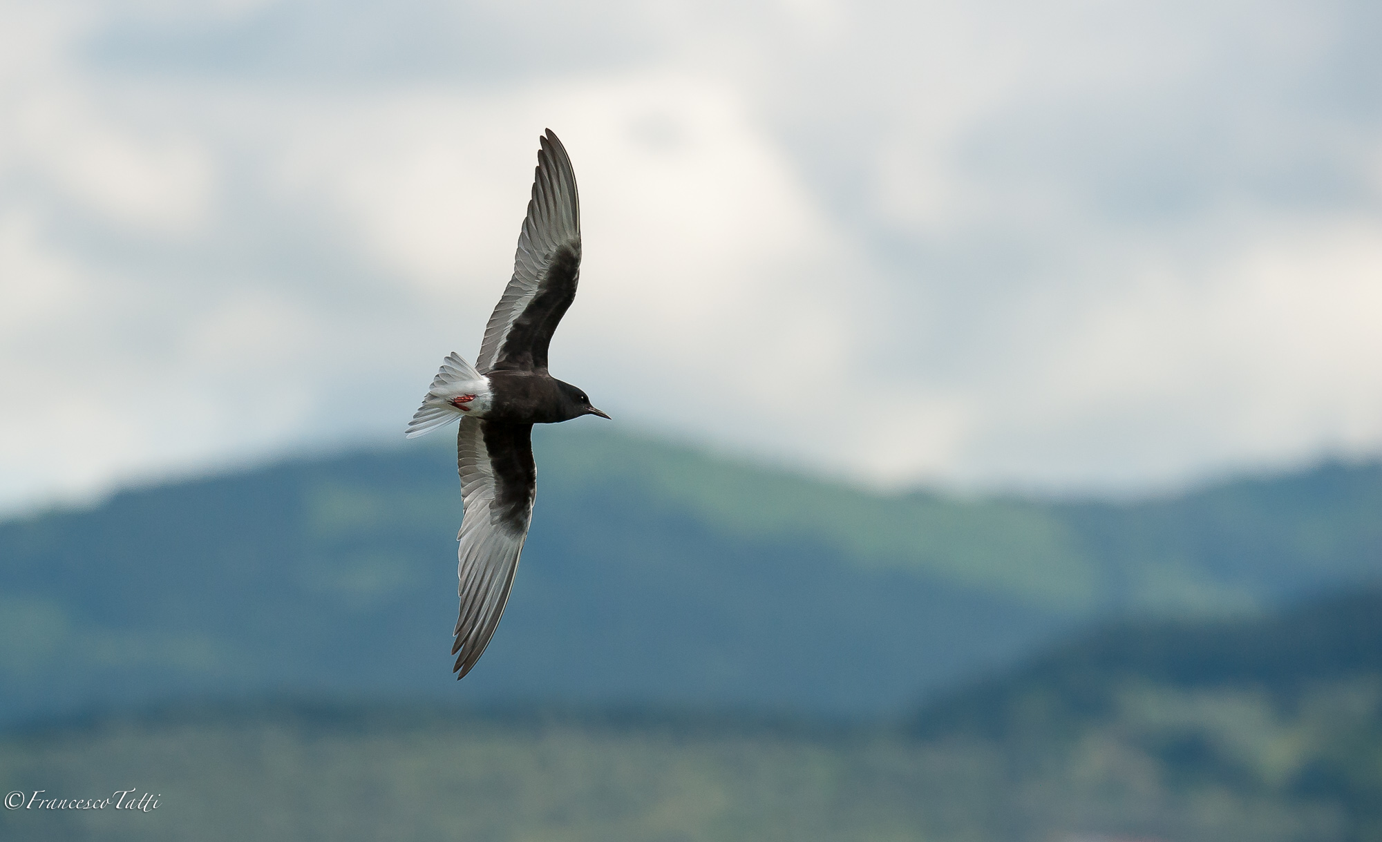 Mignattino Alibianche