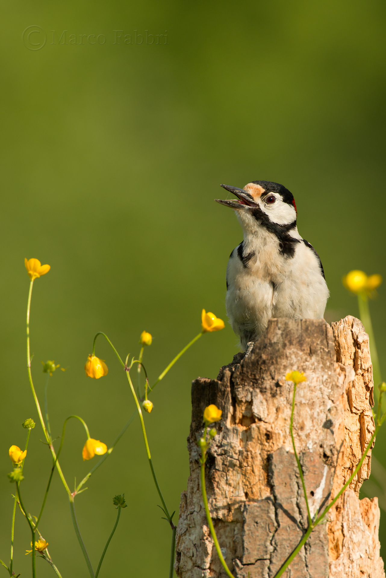 The laughter of the woodpecker