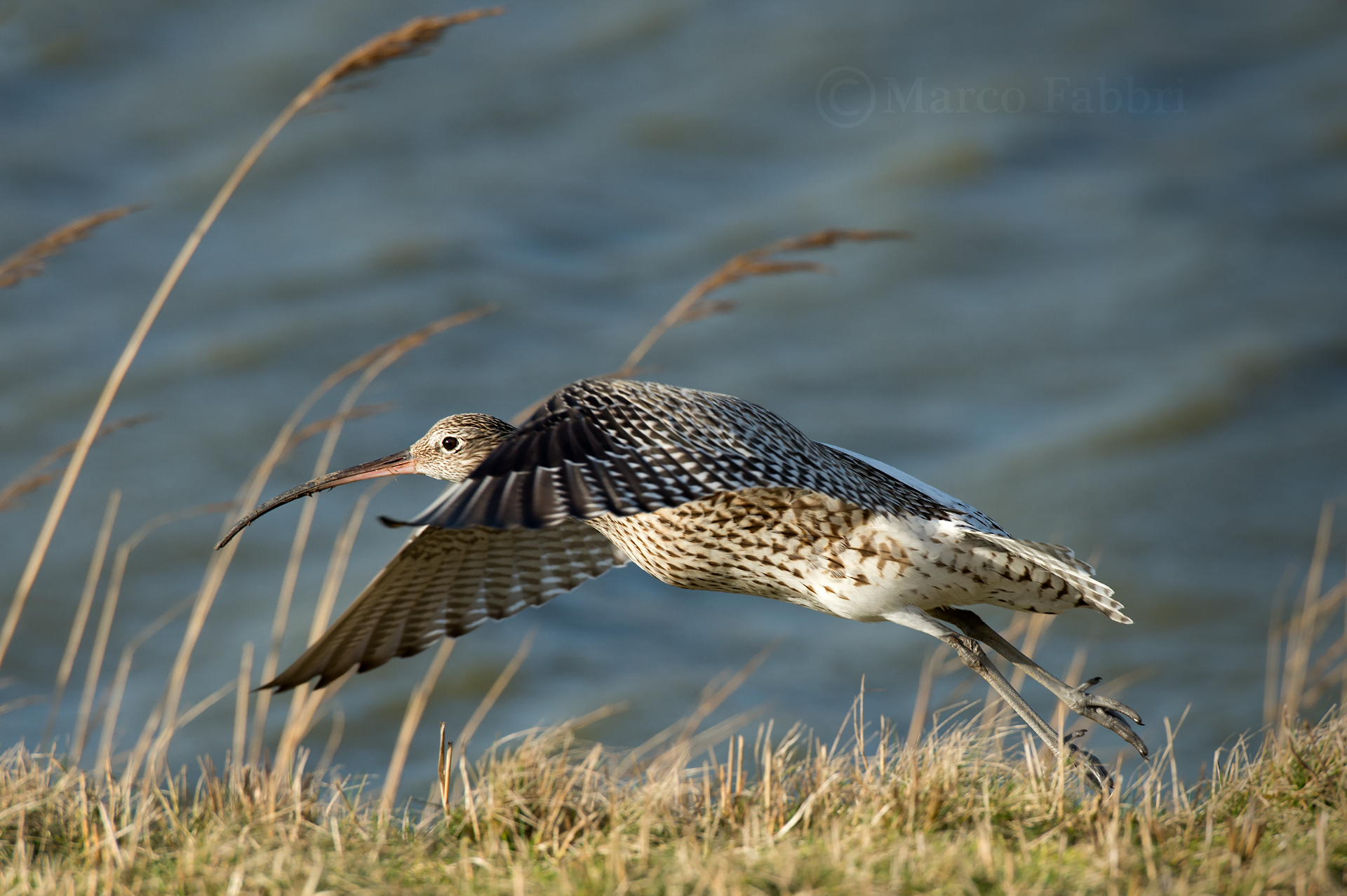 Curlew detachment