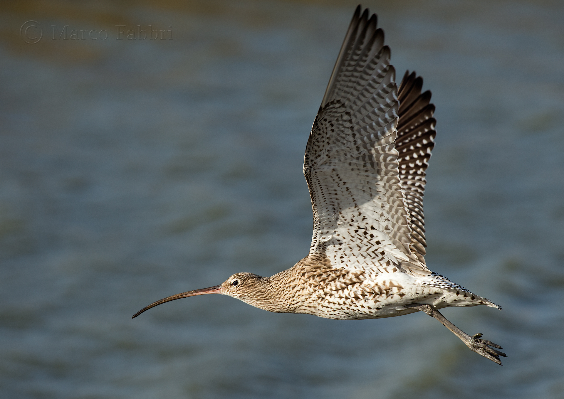 Curlew in flight