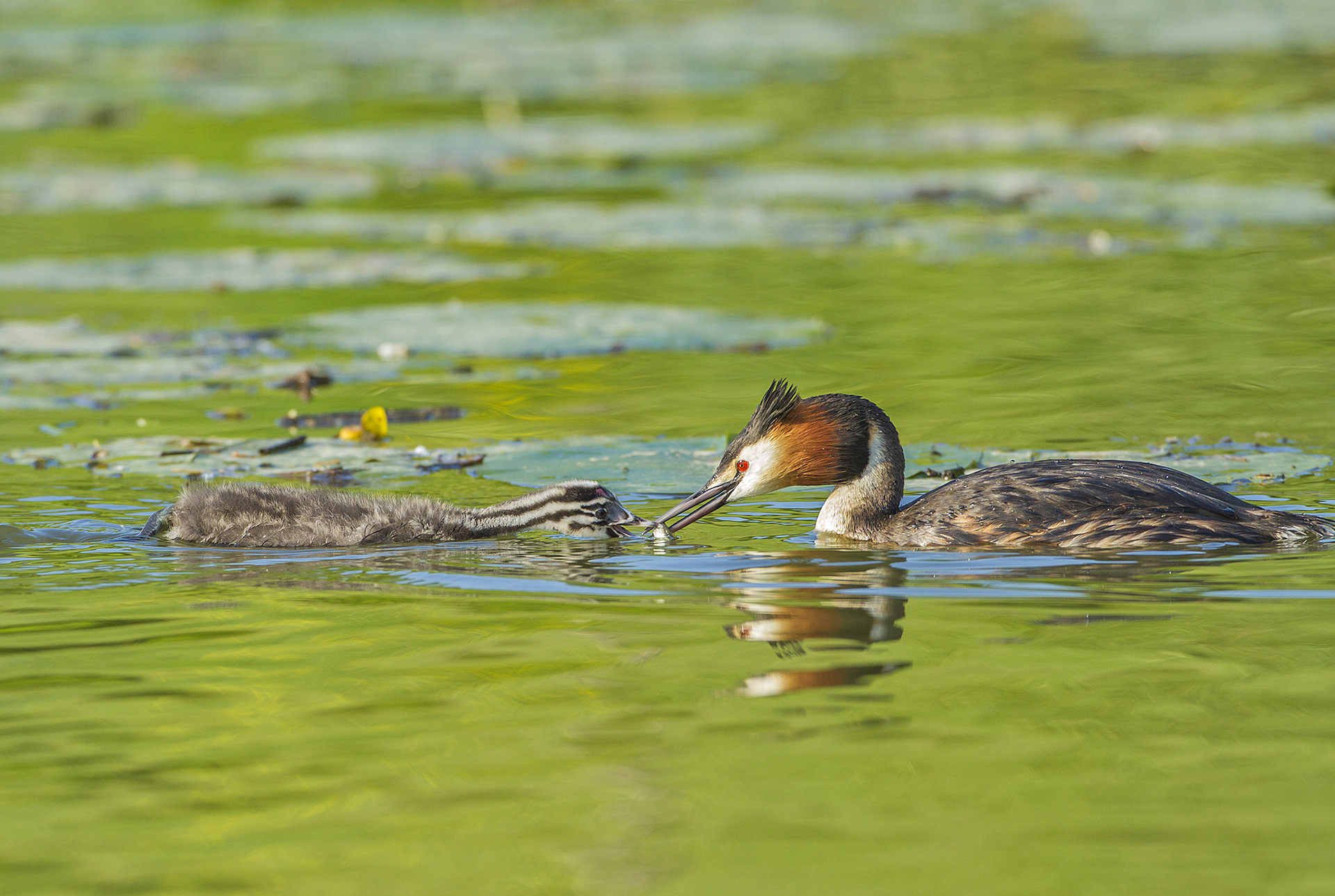 grebe hungry