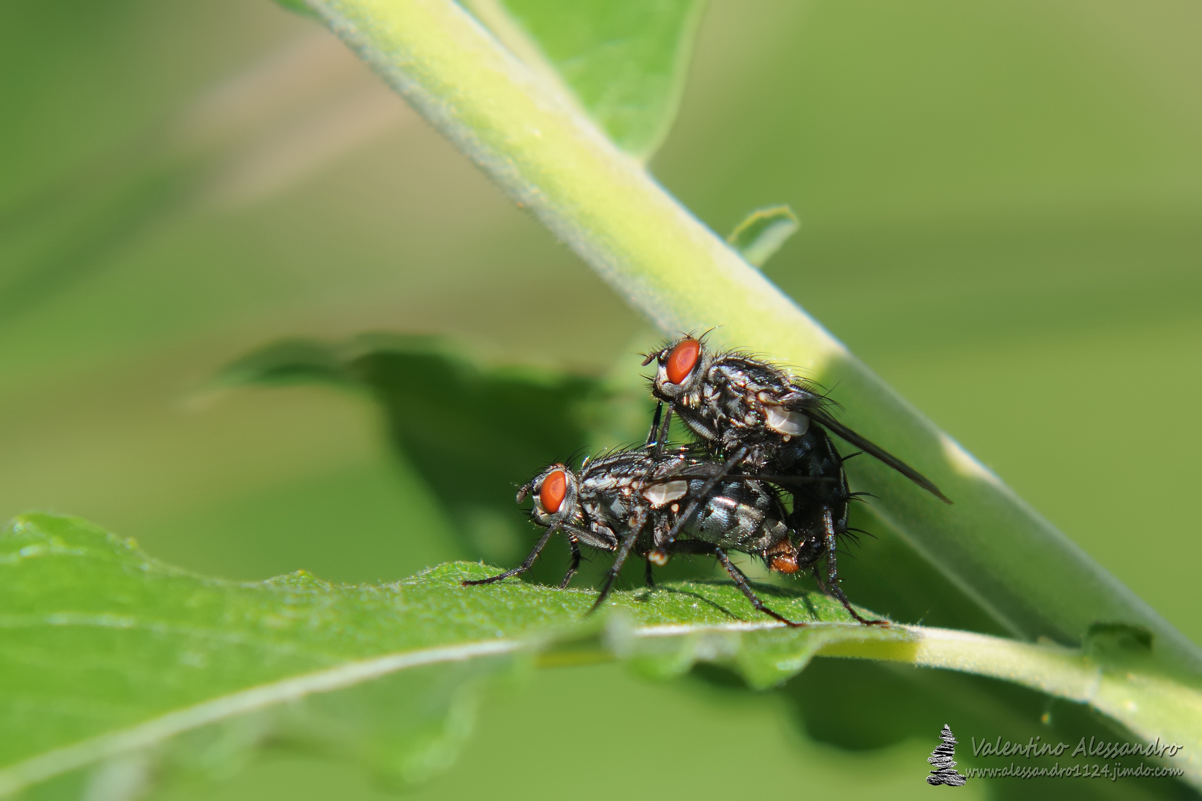 Even the flies, in their small ....