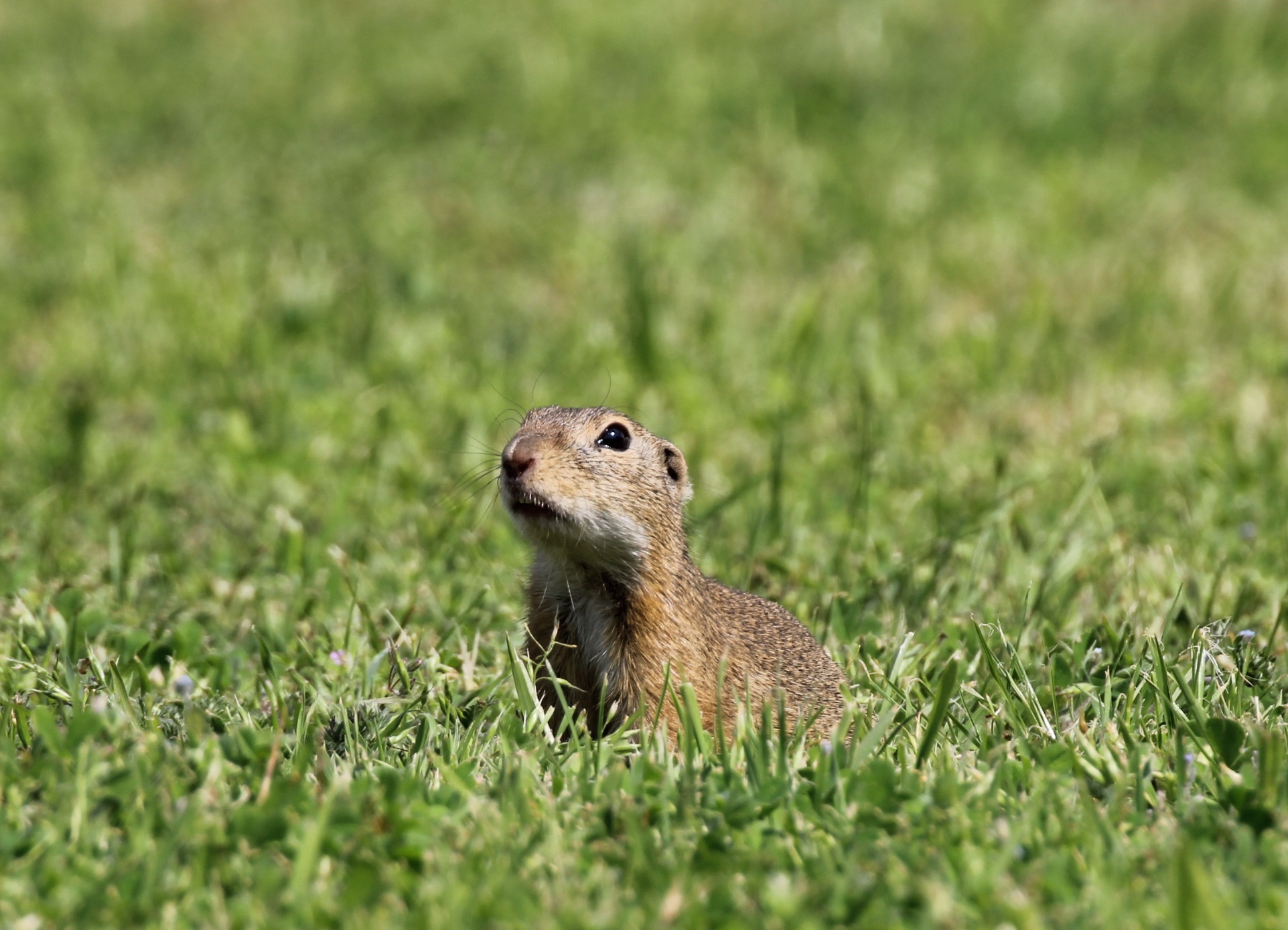 Scoiattolo di terra Europeo