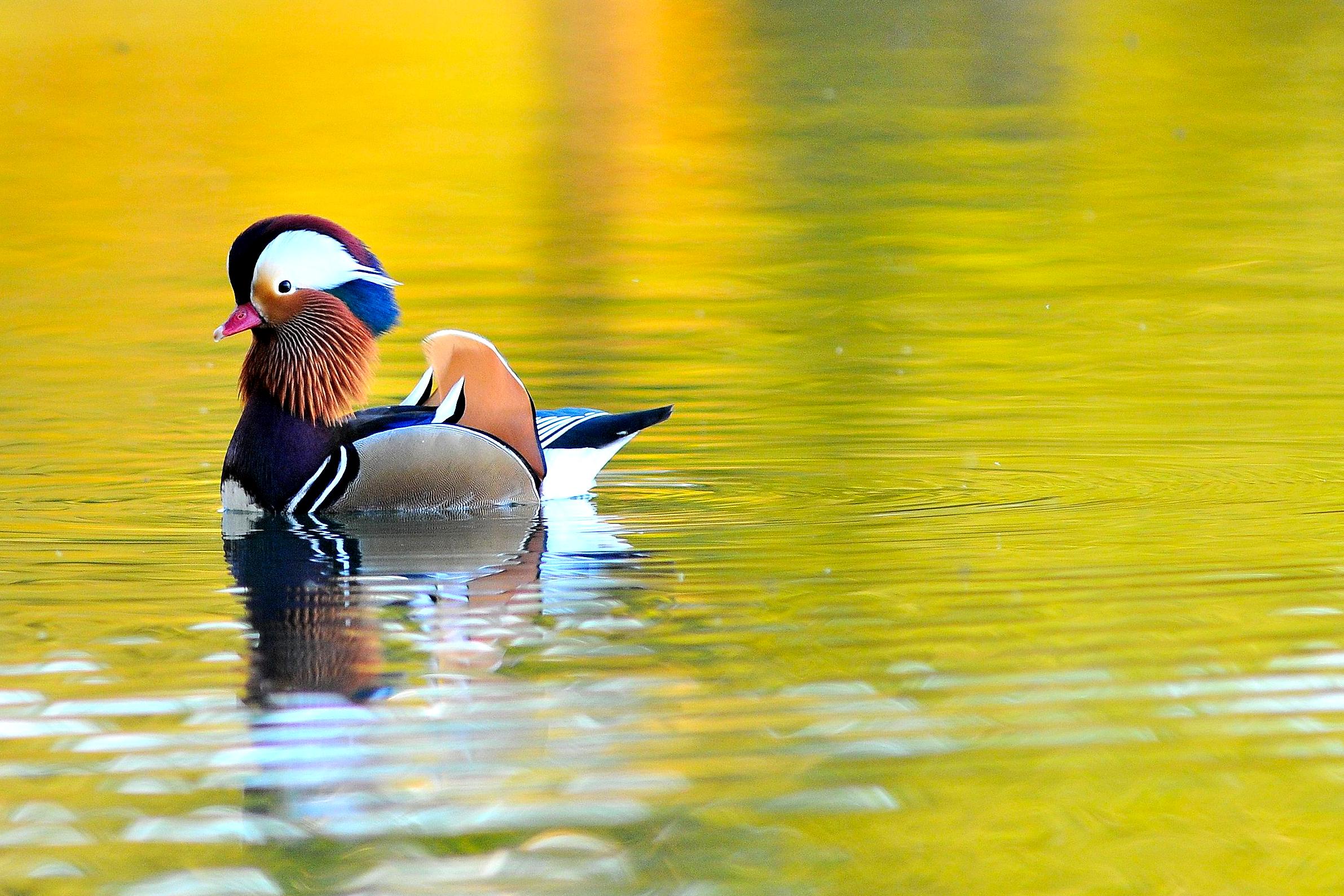 Mandarina al tramonto