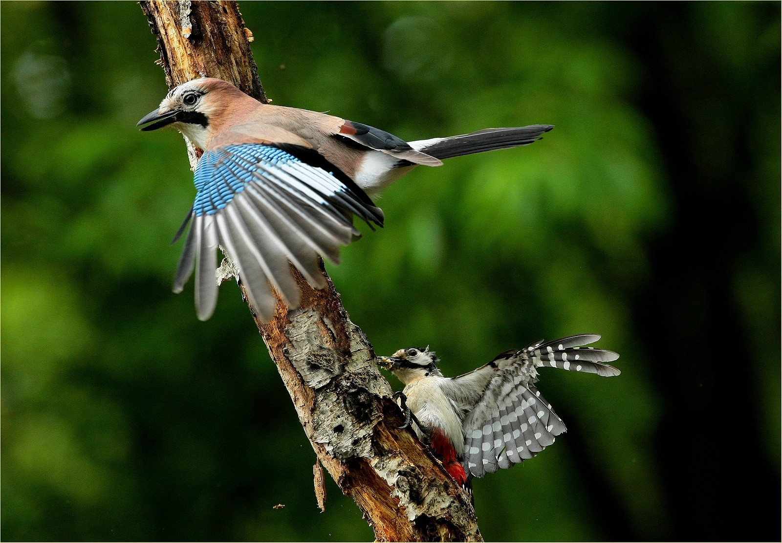 difesa del territorio,il picchio ne ha prese un sacco,,