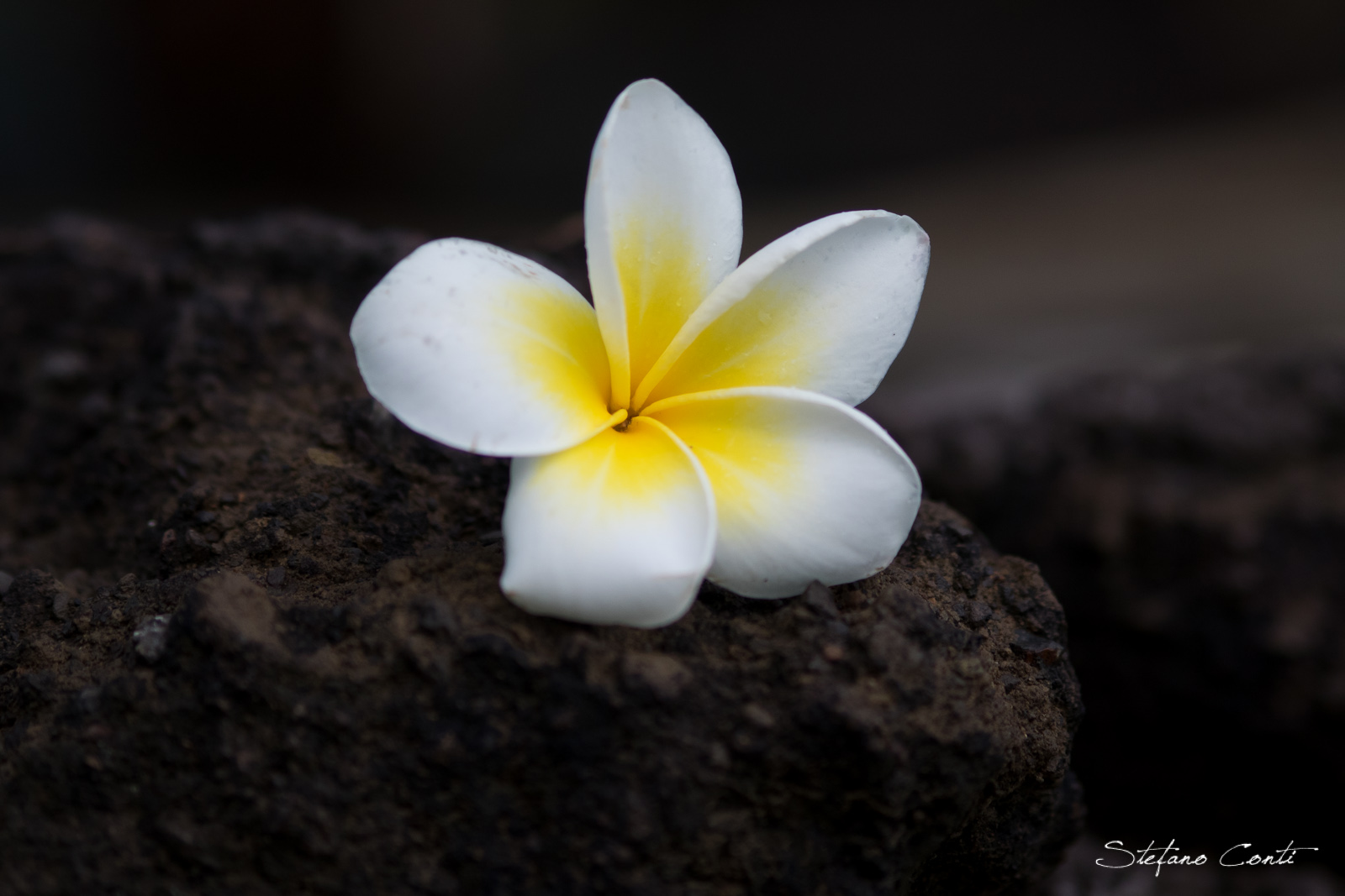 Frangipani flower