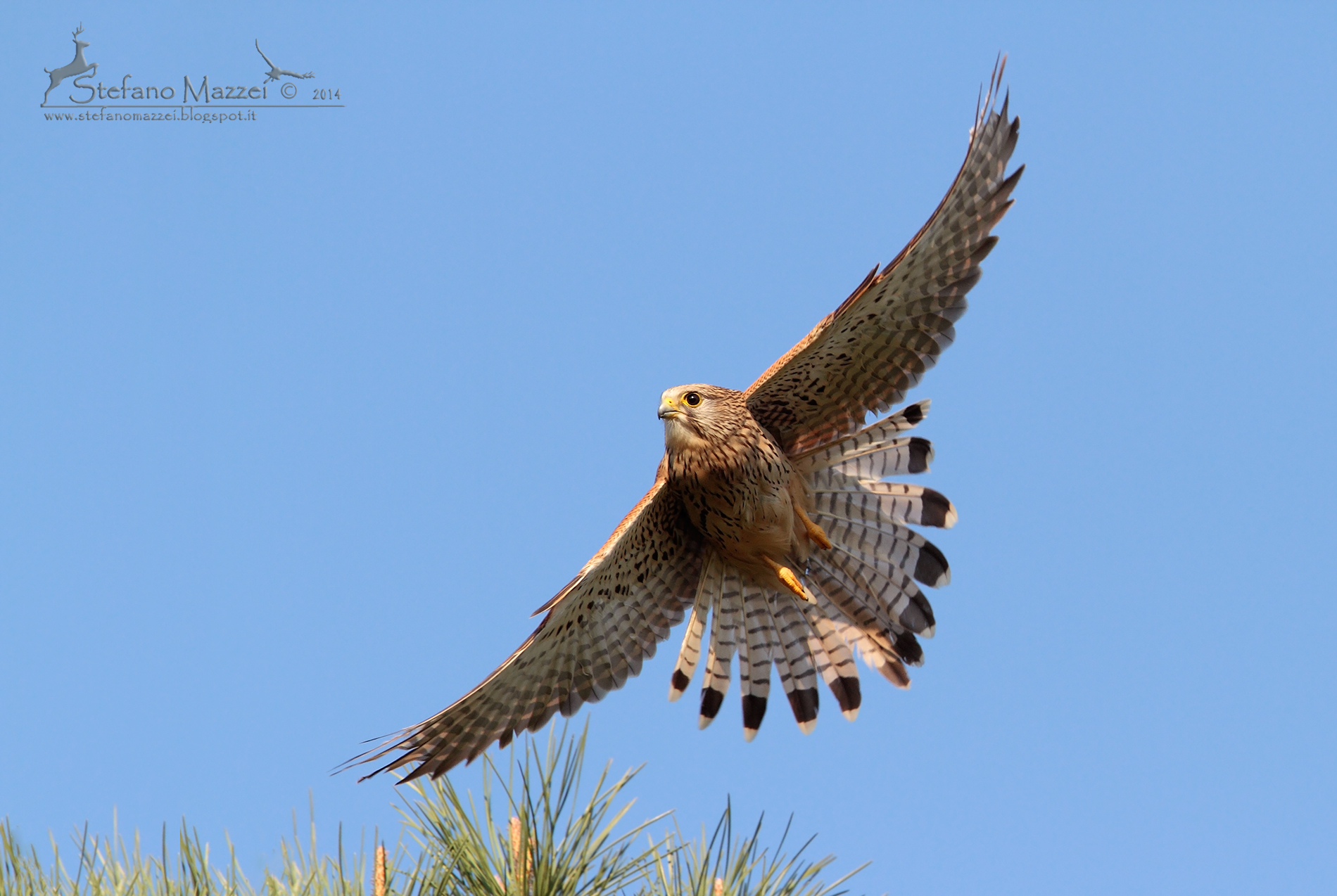 Gheppio femmina in volo
