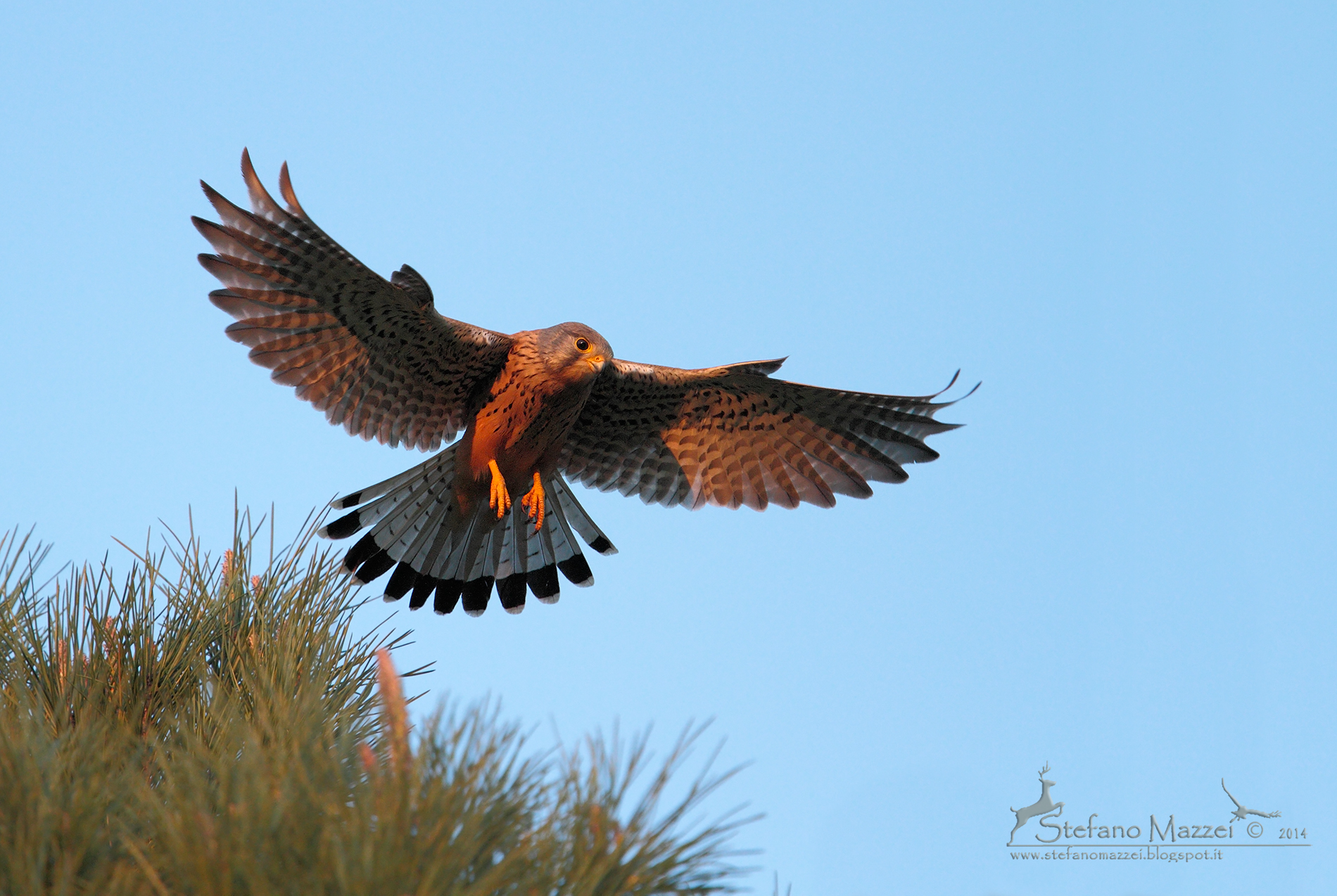 Gheppio maschio in spirito santo
