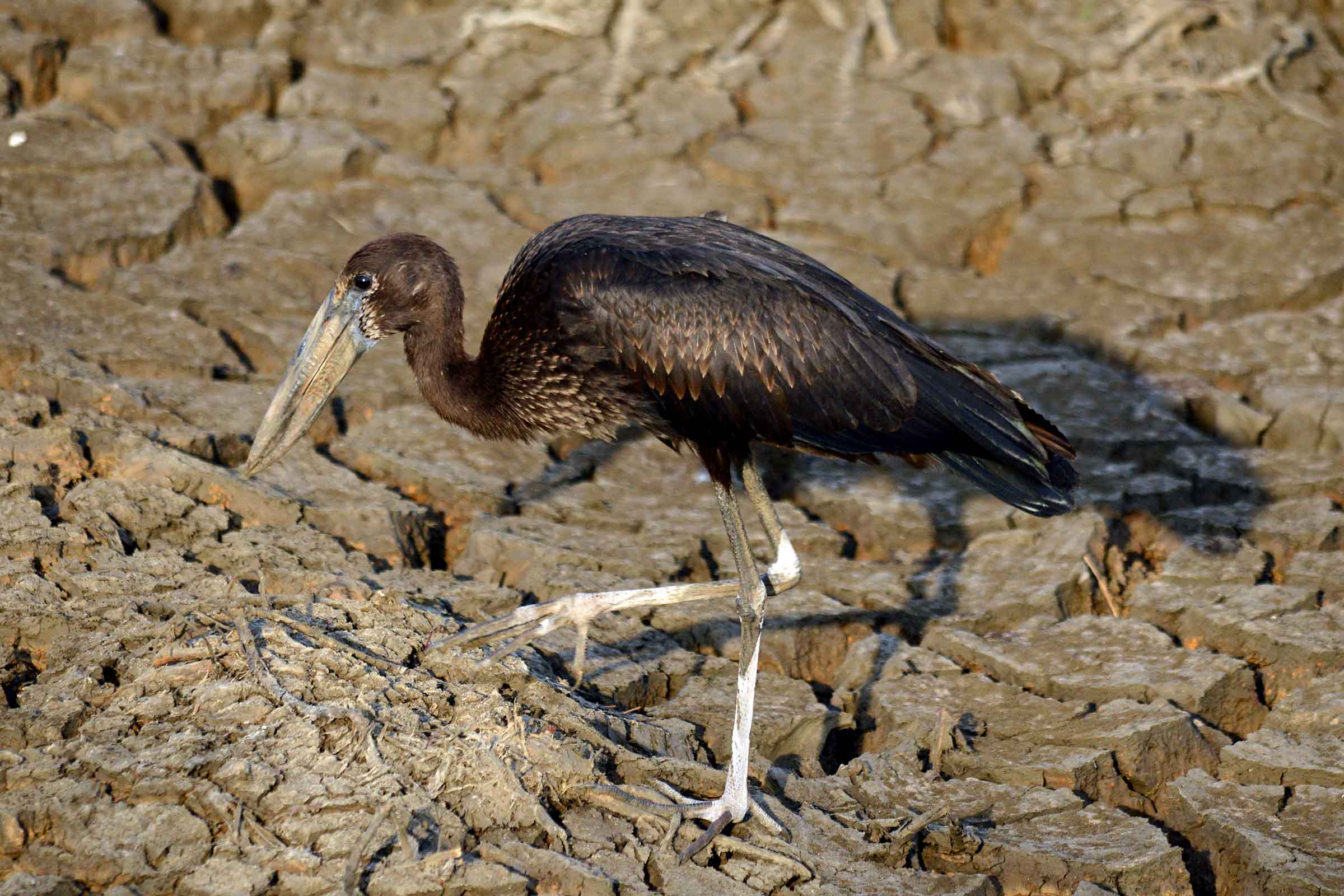 Anastomus lamelligerus