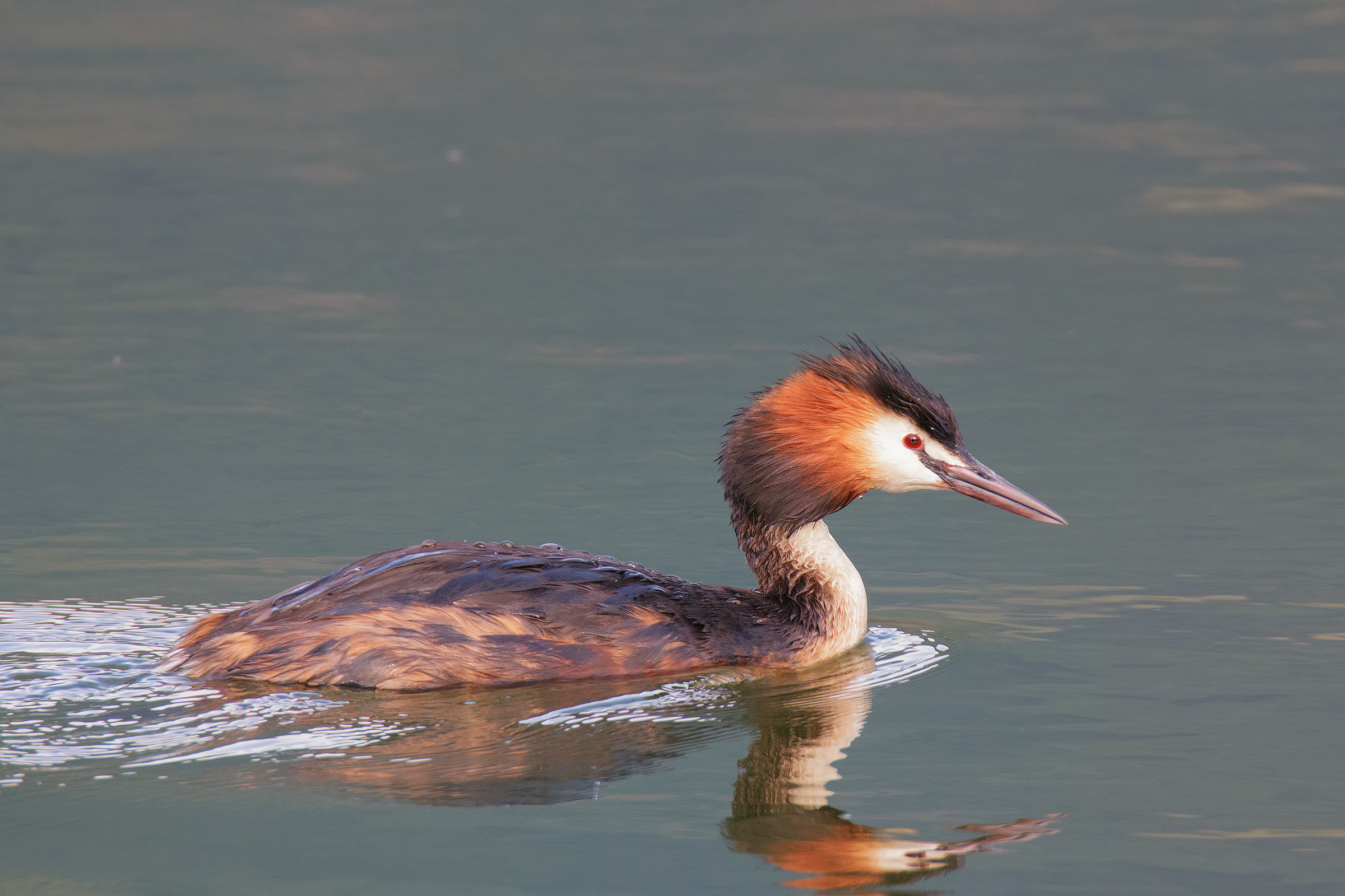 Great Crested Grebe