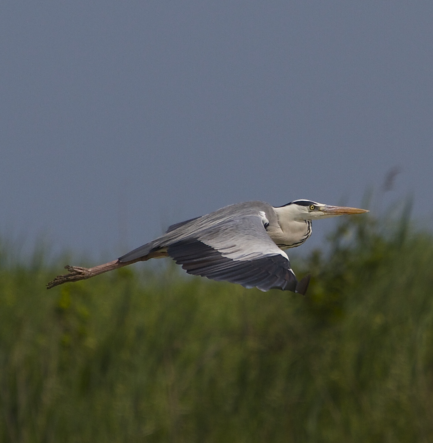 Airone cenerino in olo
