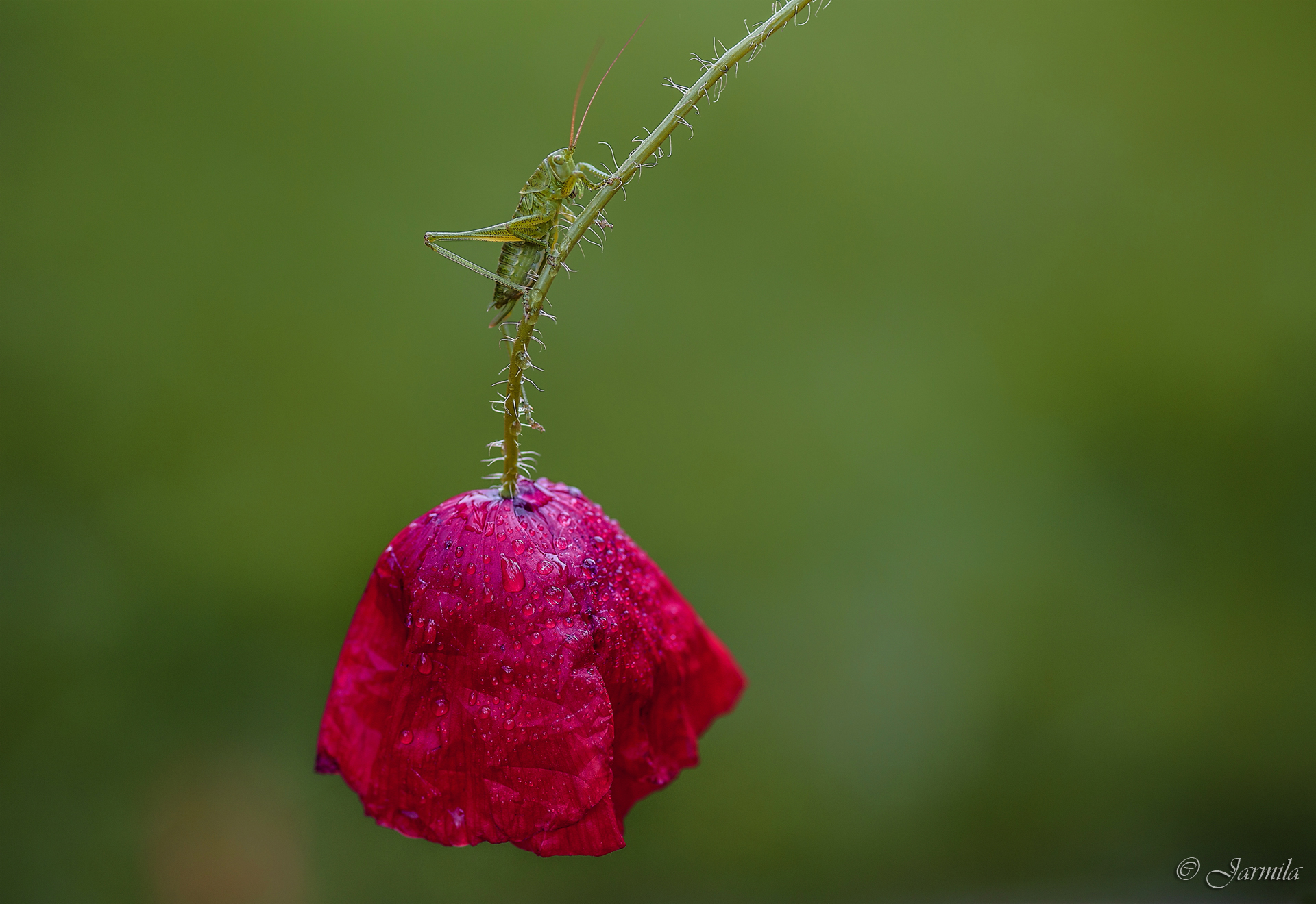 Una piccola cavalletta verde