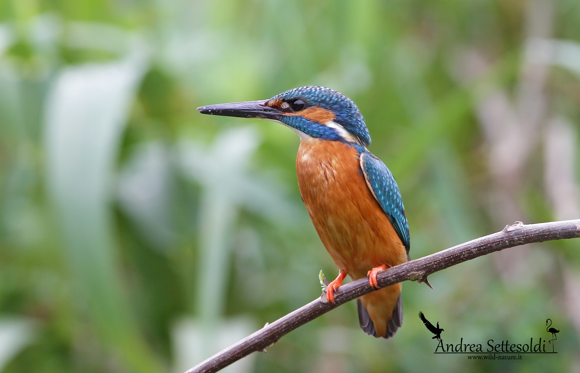 Mi e' rimasta una scuama sul becco!