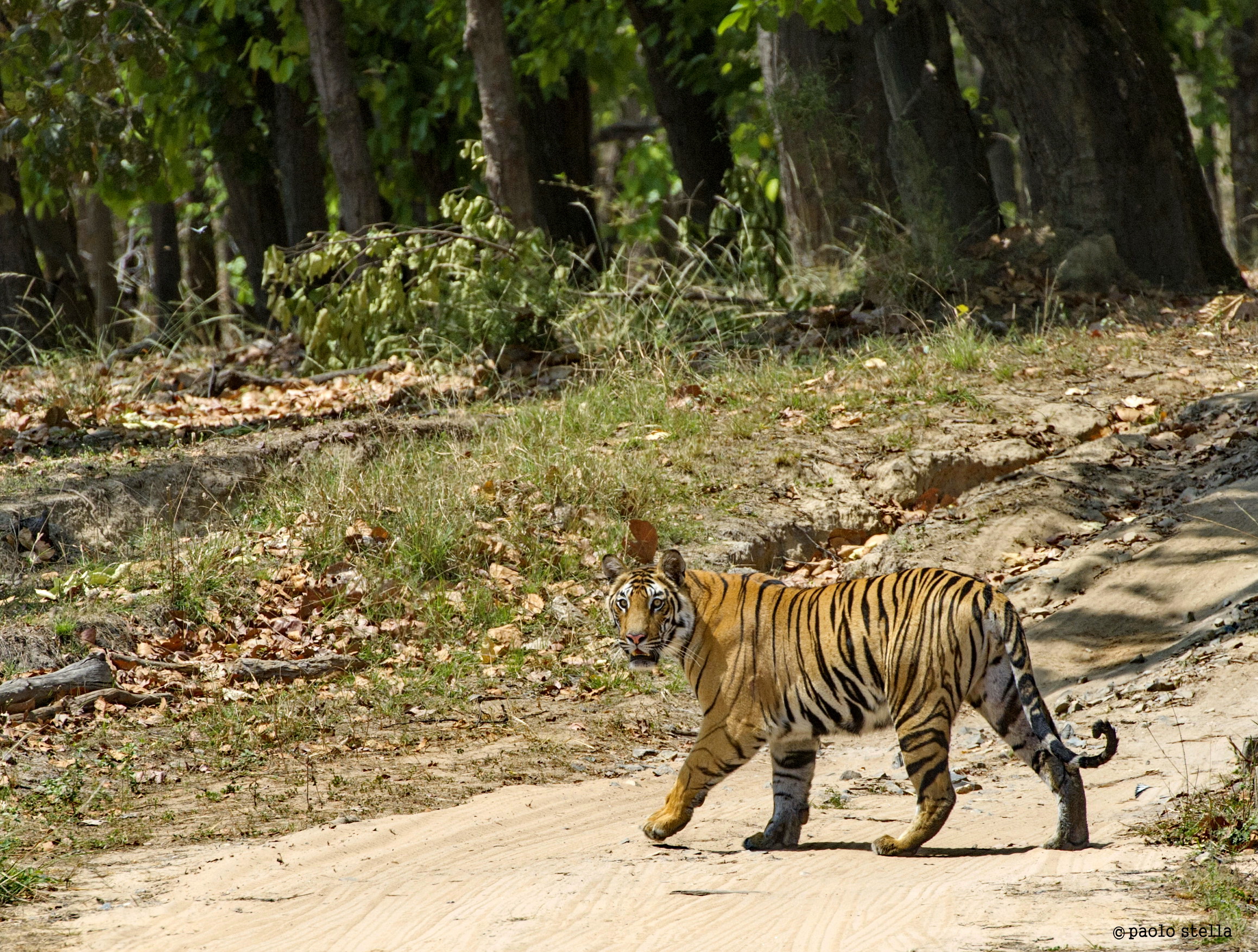cub crossing the road