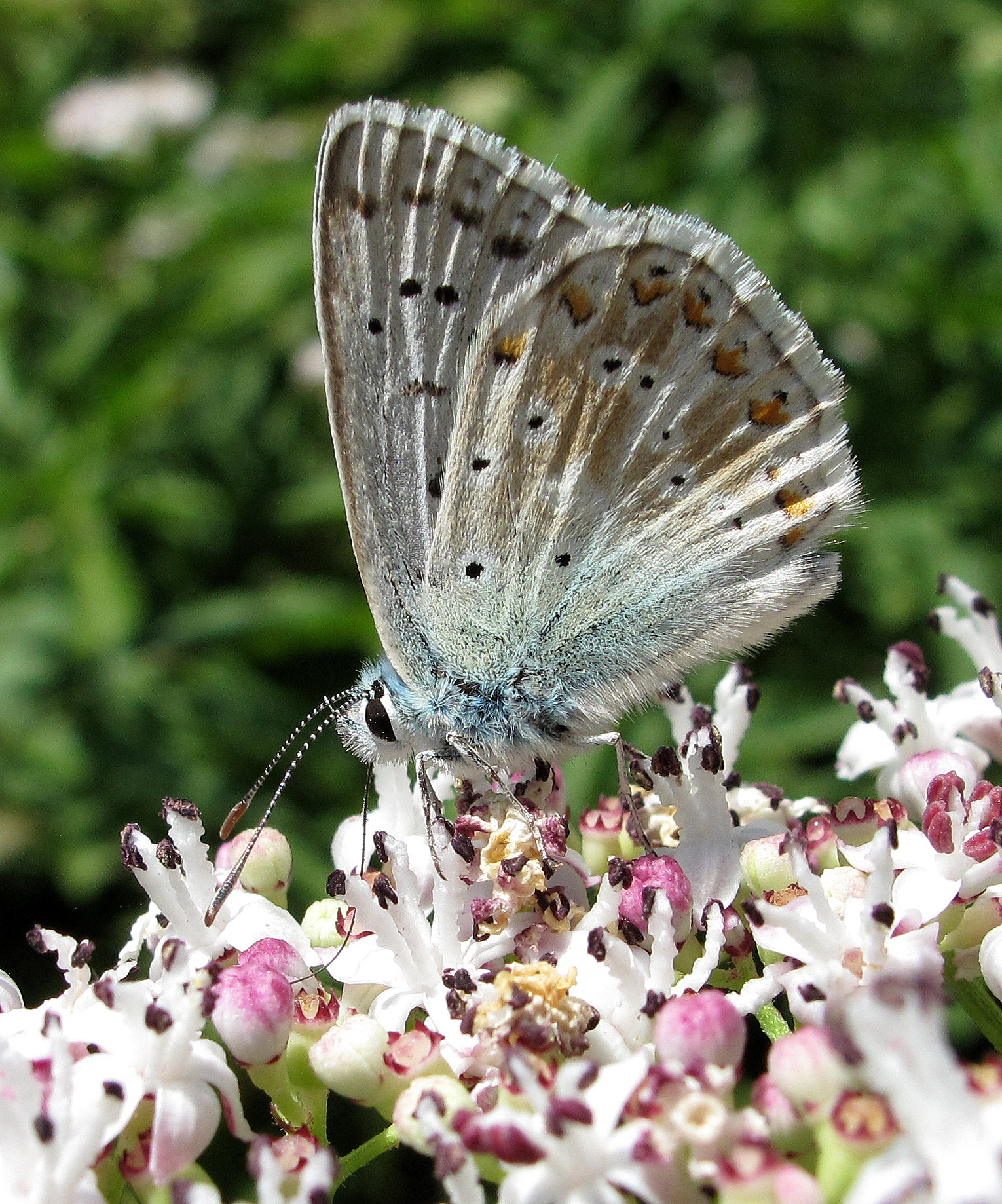 Agrodiaetus Thersites