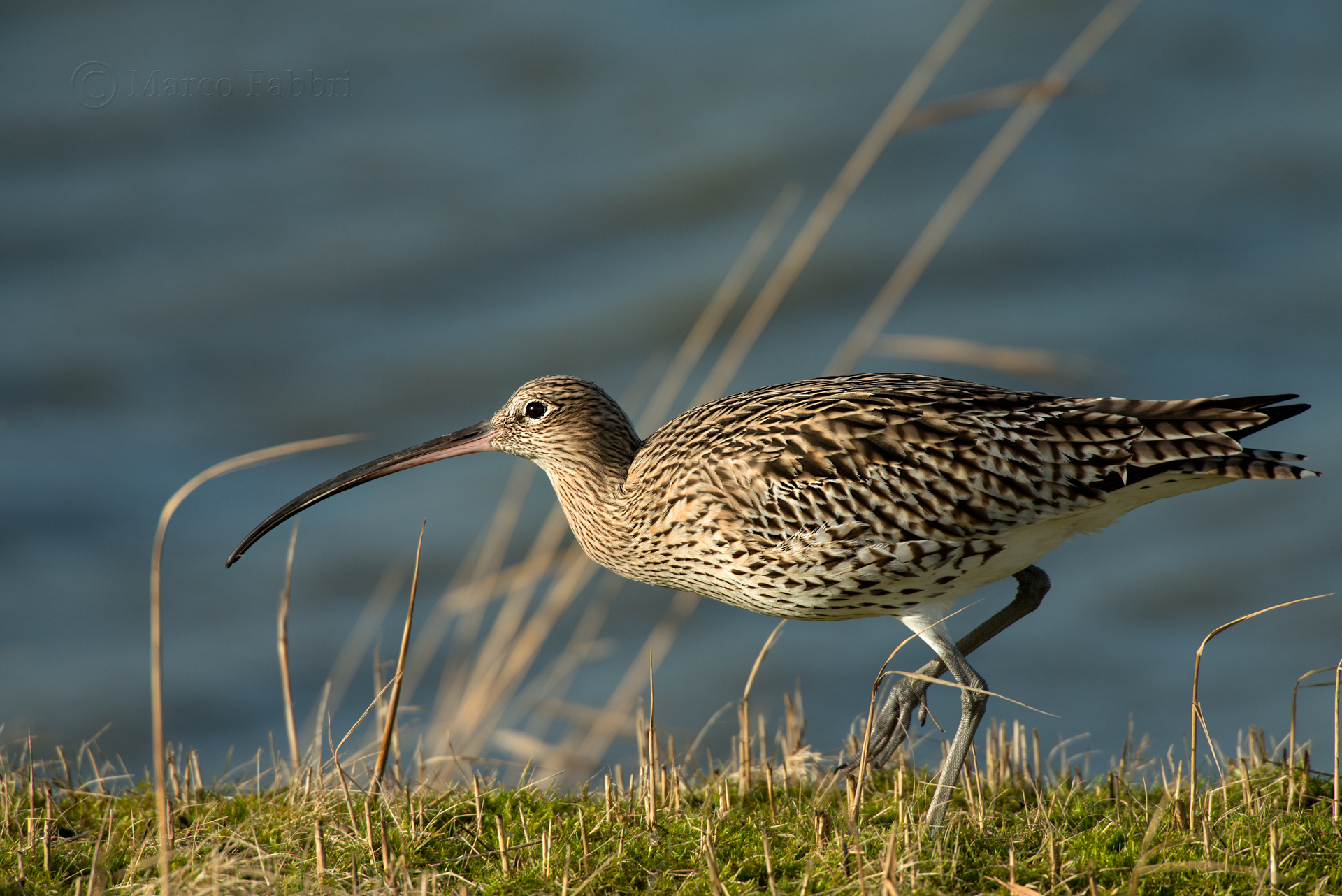 Curlew