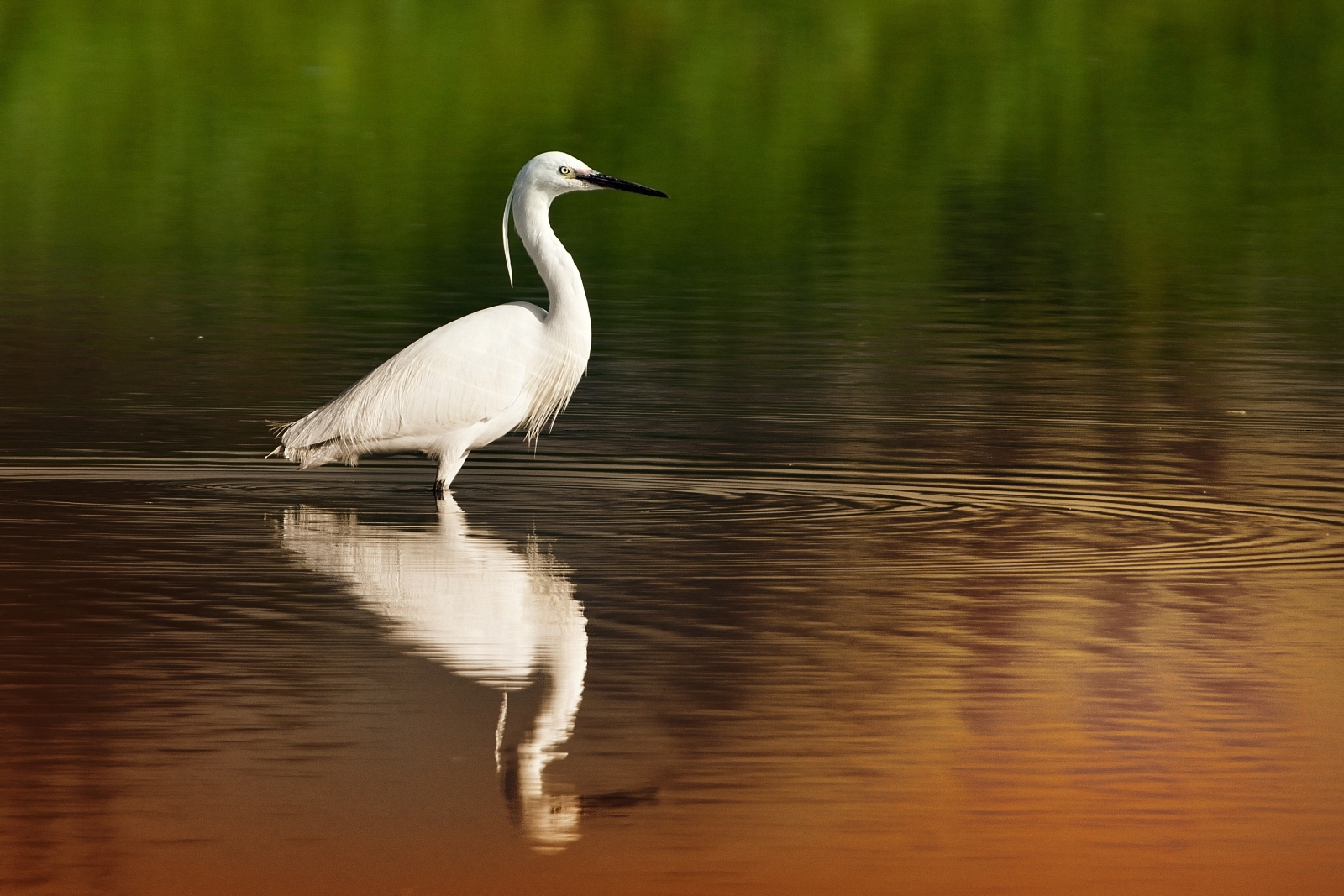 Play of light on the pond