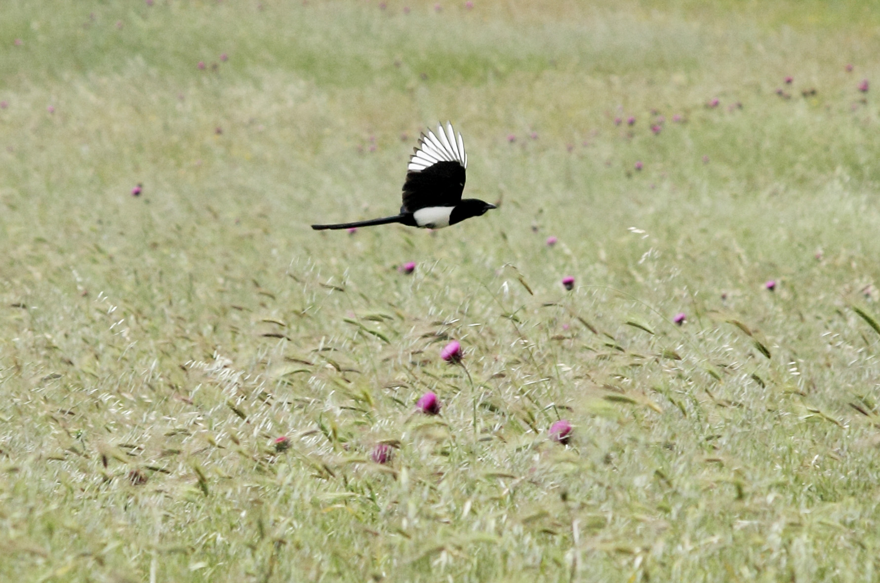 Magpie bracing