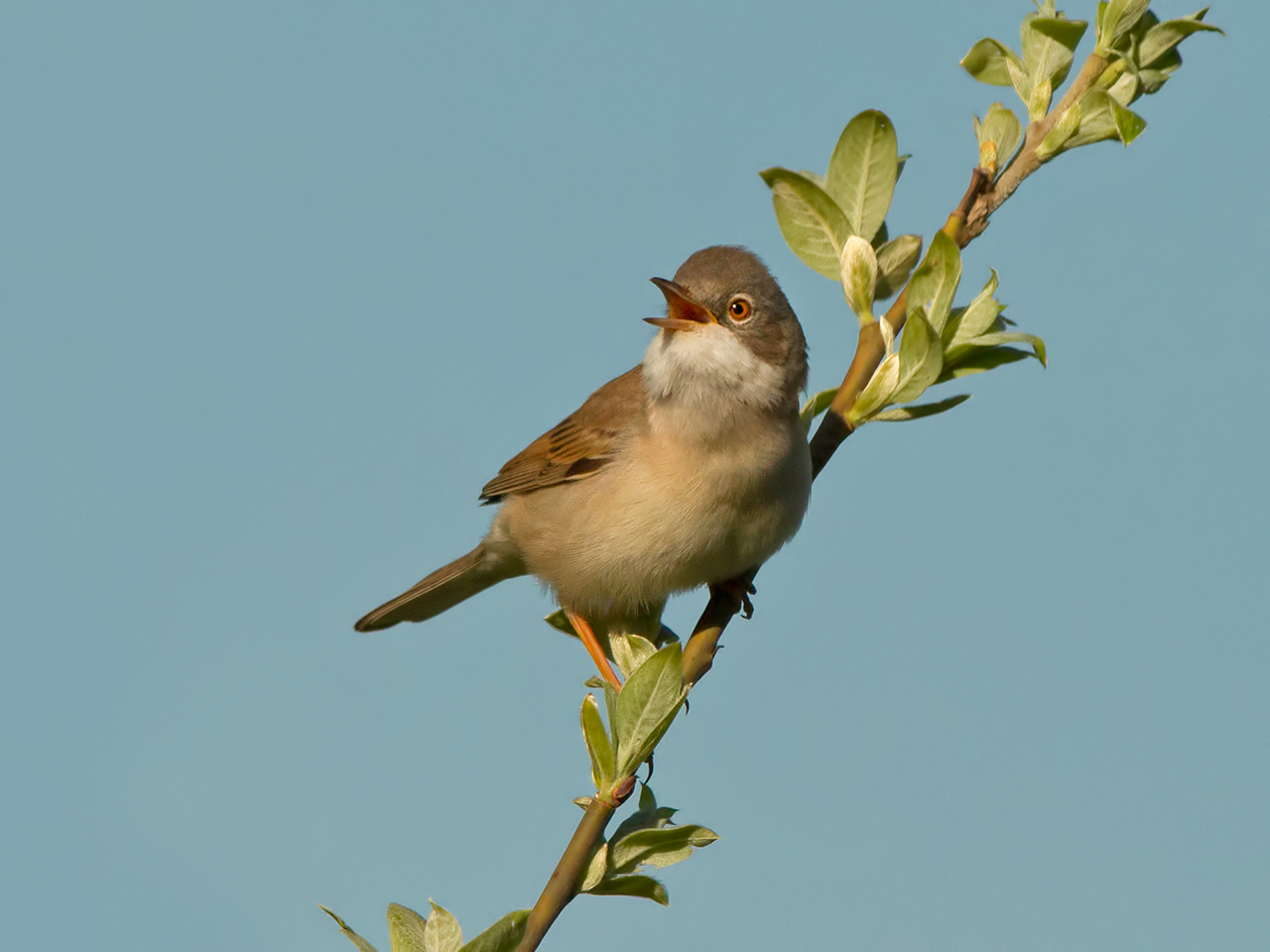 Whitethroat