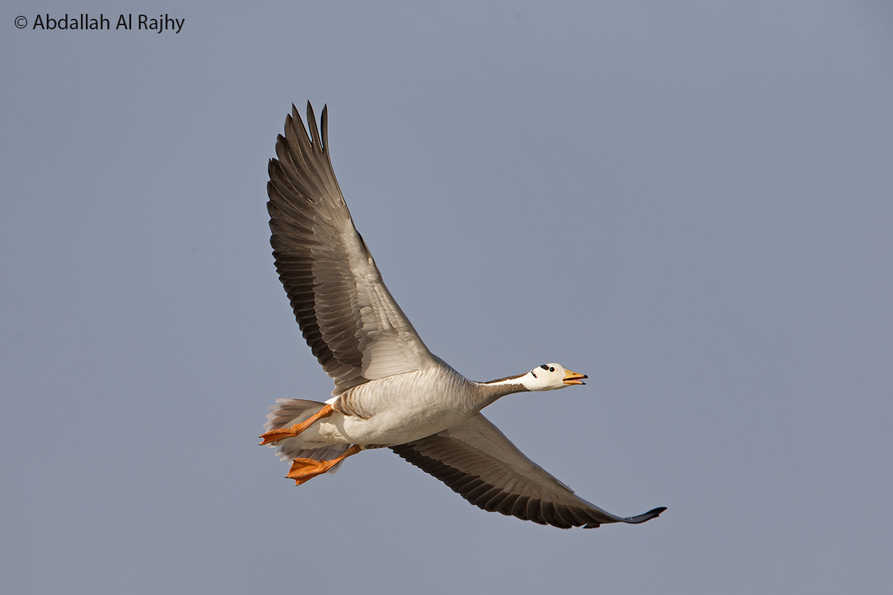 Bar-headed goose