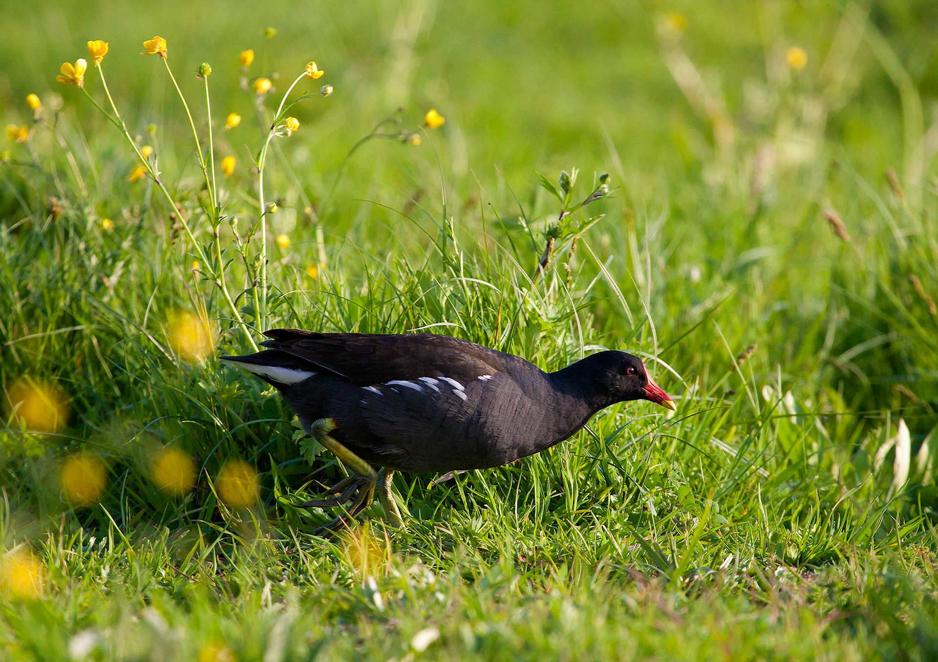 gallinella in terra ferma
