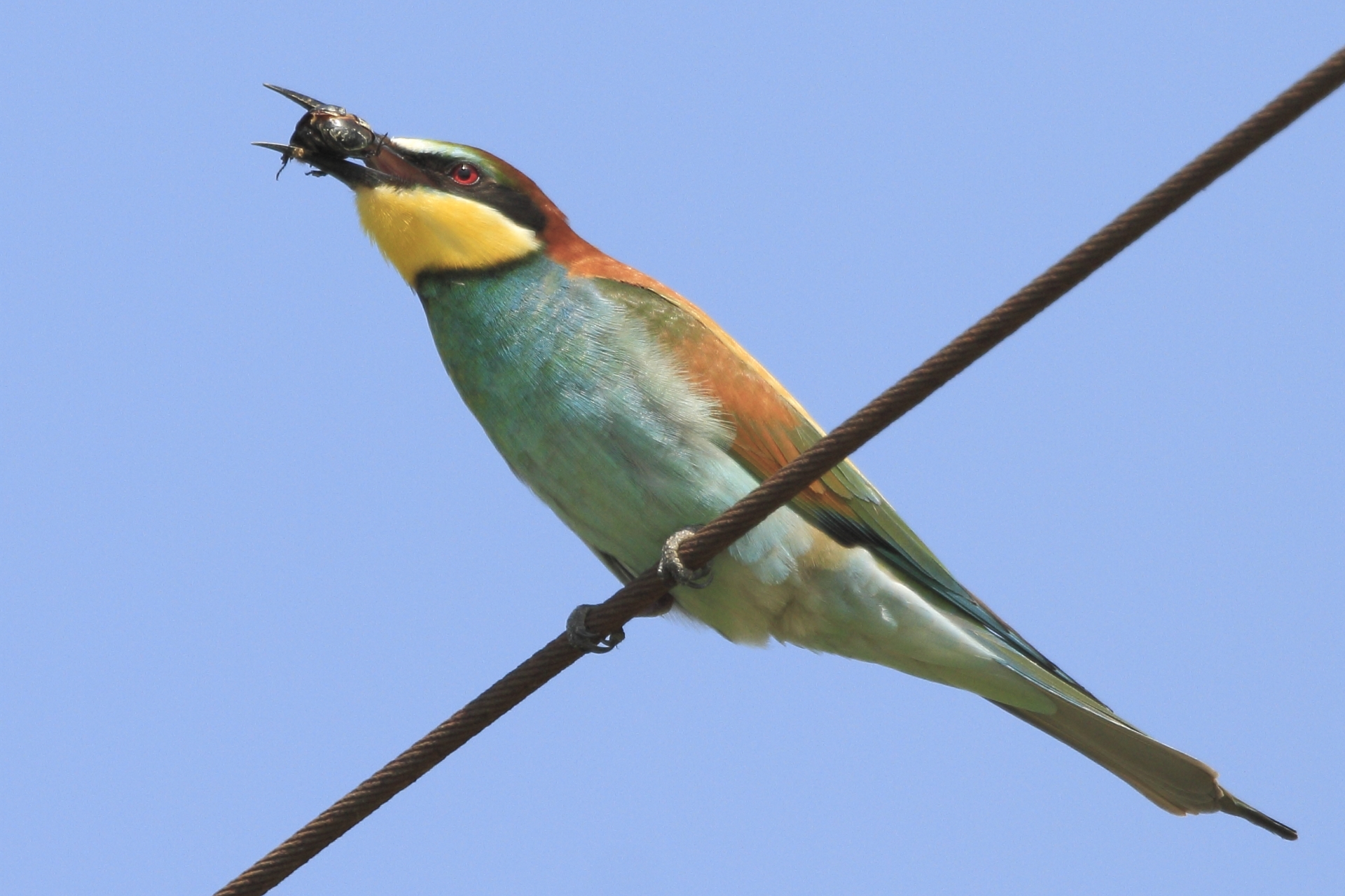 bee-eater with prey