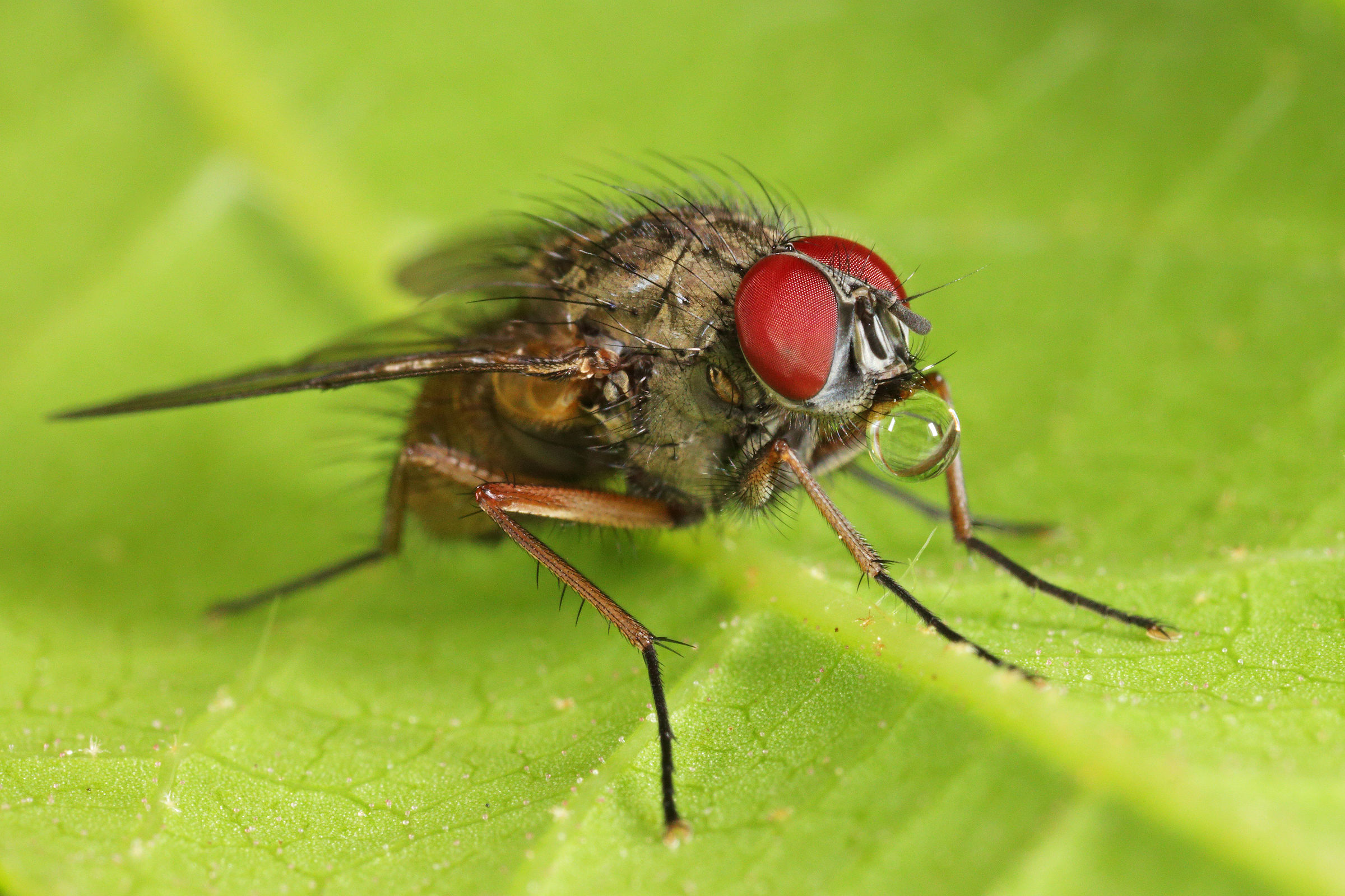 With the drop in the nose