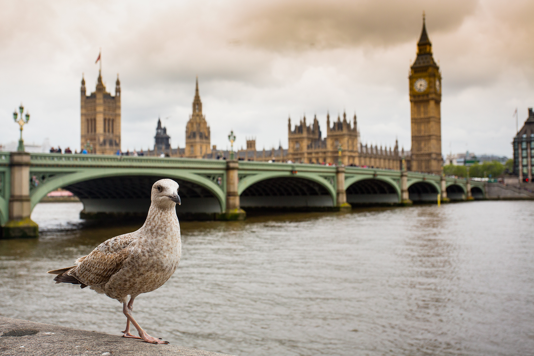 Gabbiano e Big Ben Londra