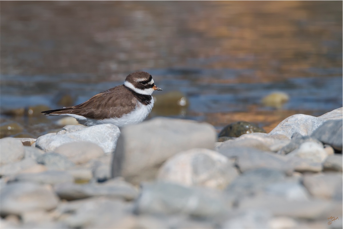 Ringed Plover