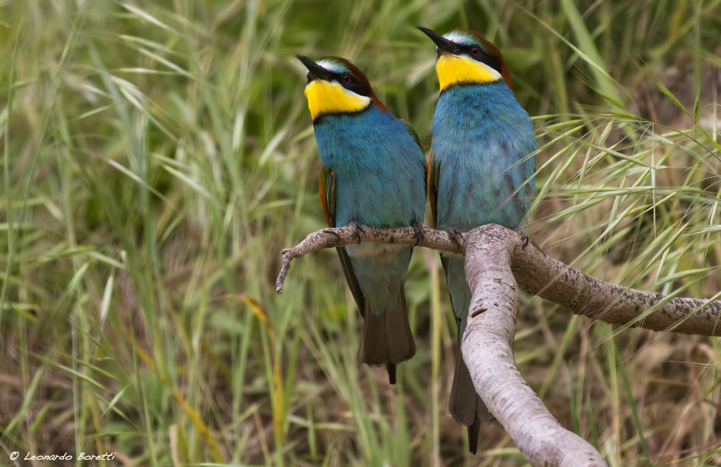 Bee-Eater