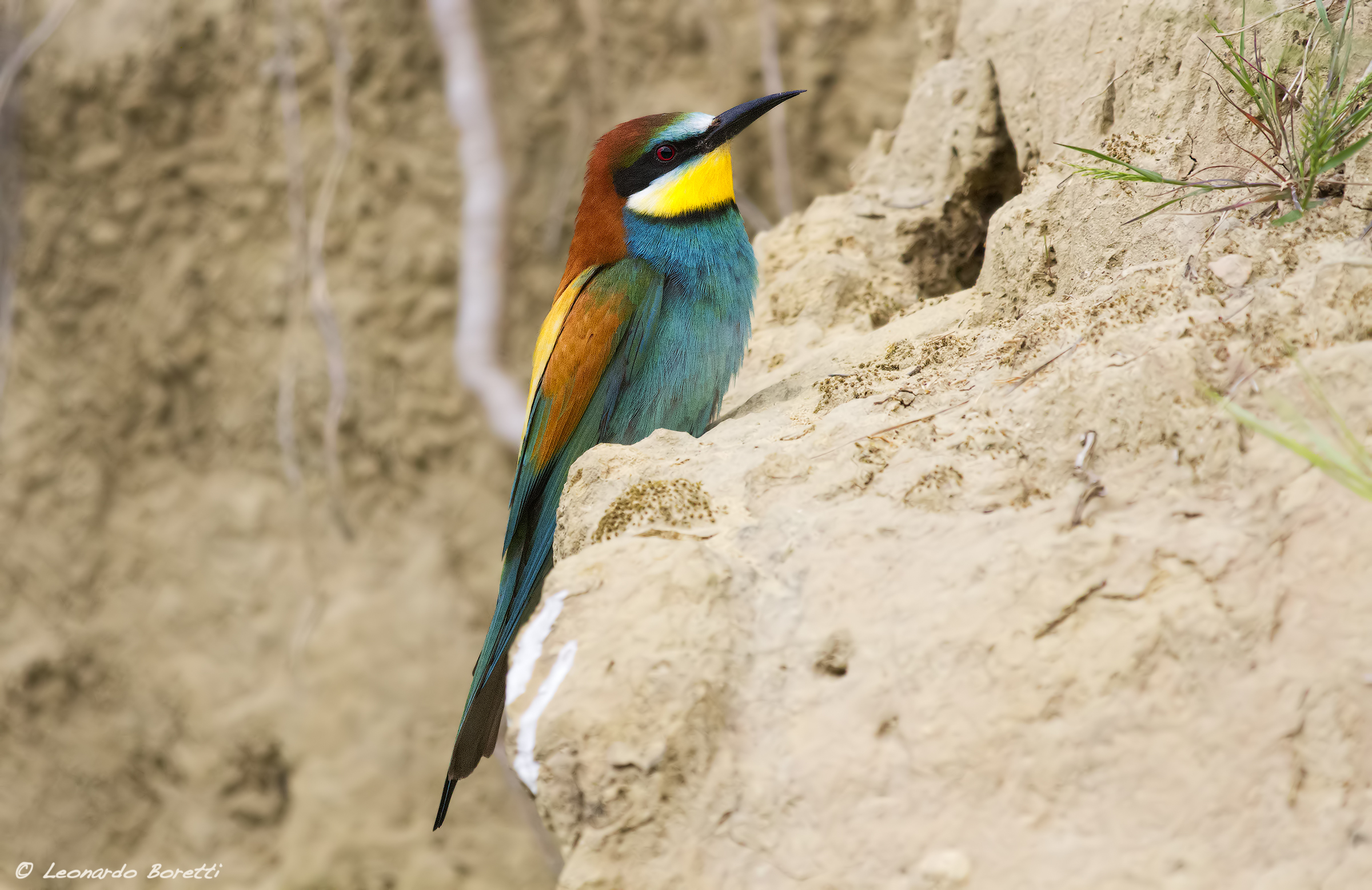 Bee-Eater