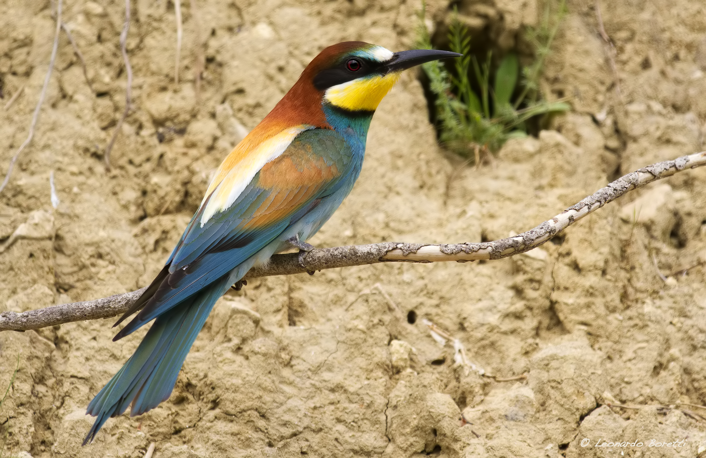 Bee-Eater