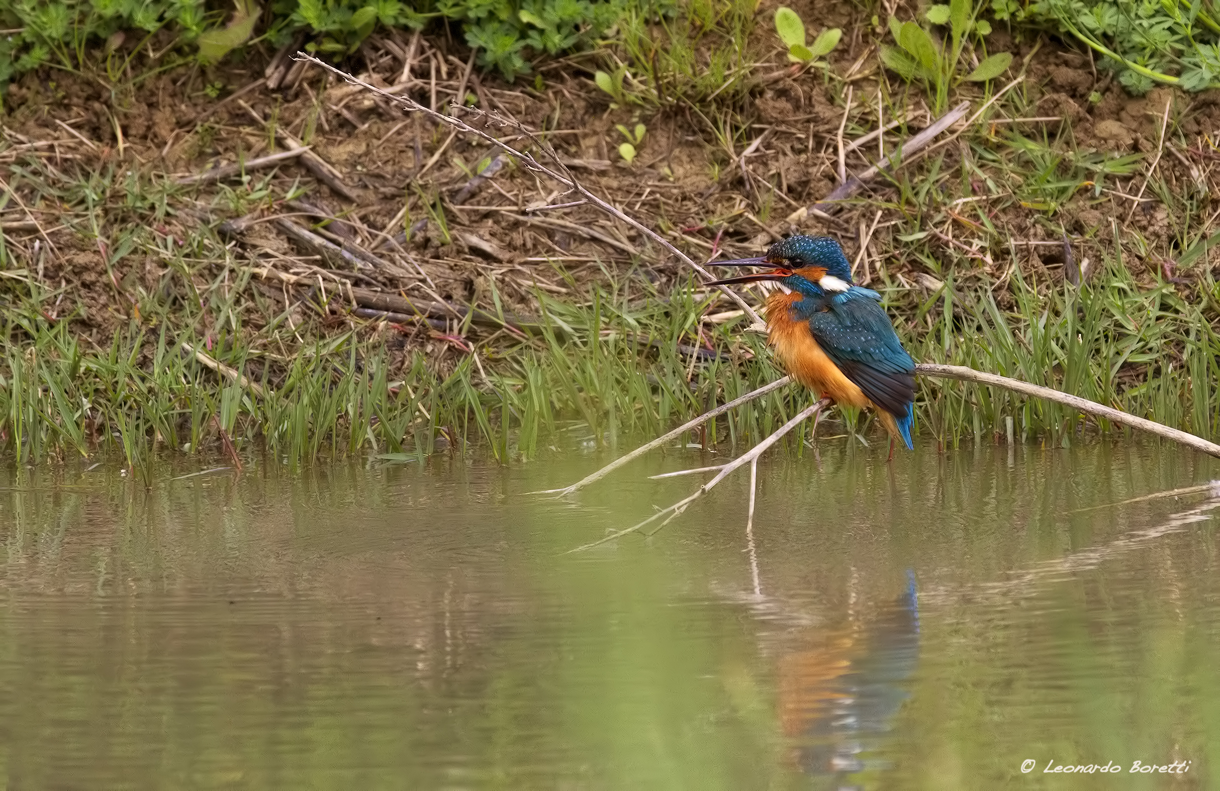 Kingfisher
