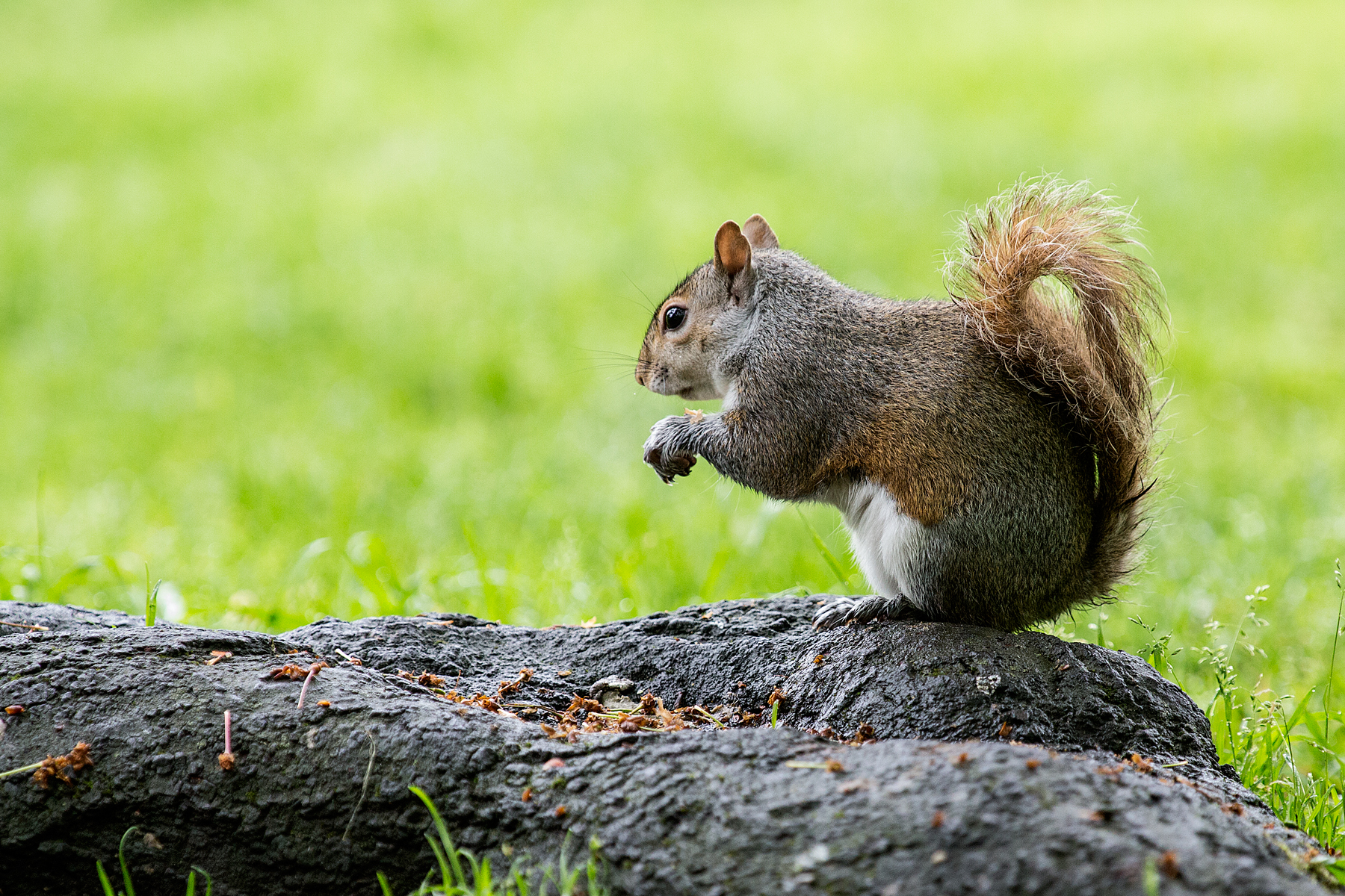 Scoiattolo Green Park Londra